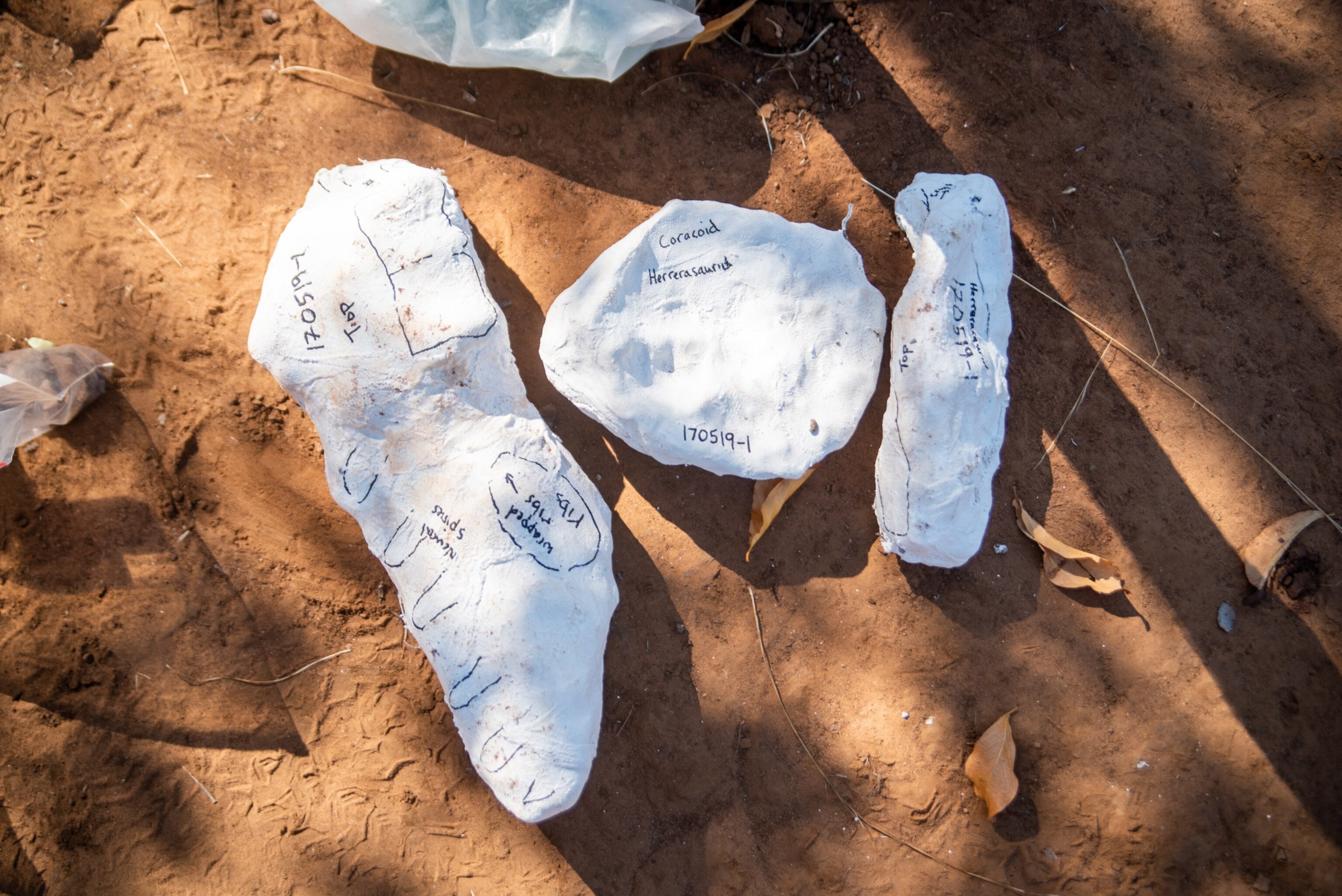 Fossils wrapped like a mummy in "field jackets" to protect them for transport.
