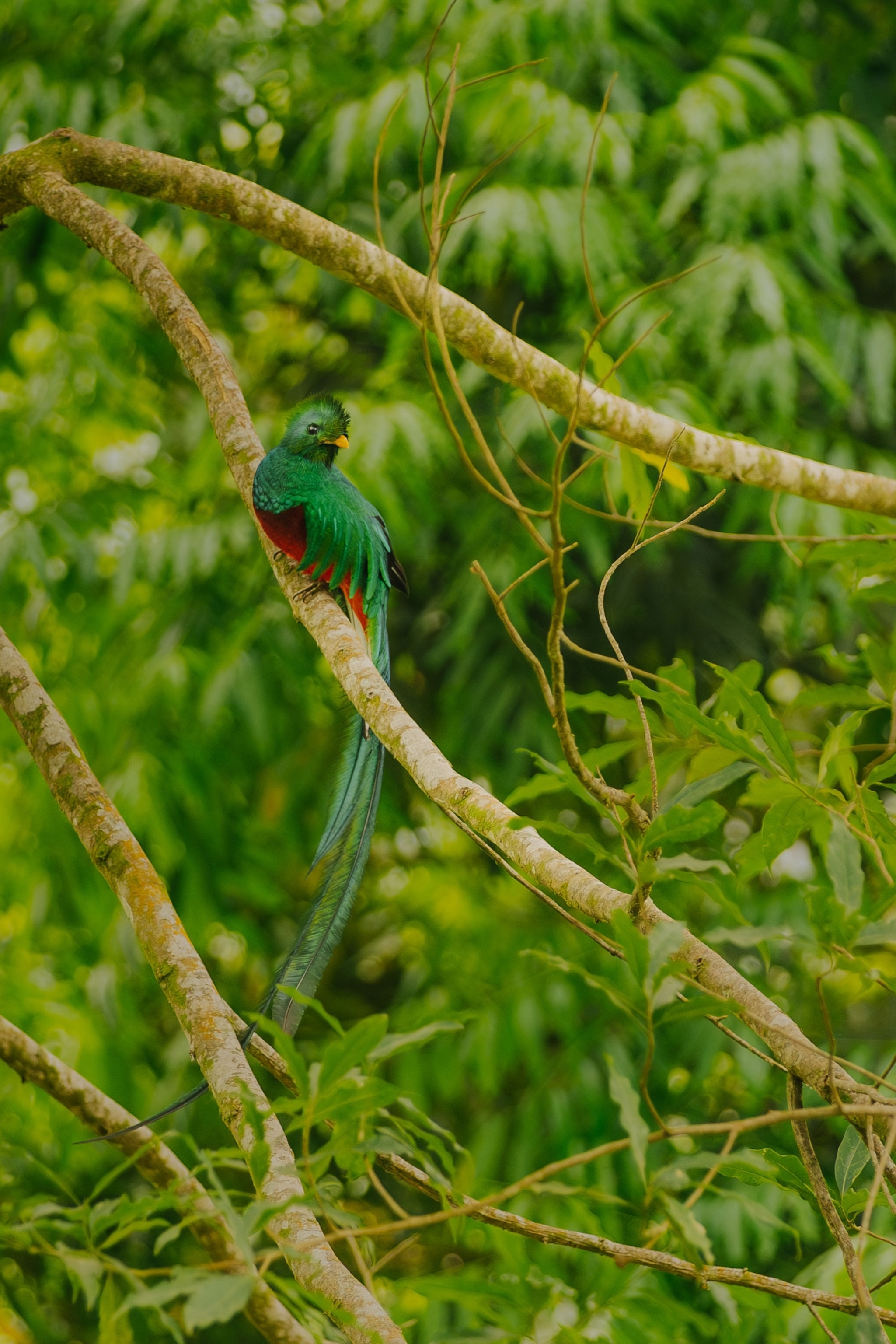 A resplendent quetzal, Guatemala's national bird, with its distinctive emerald plumage and long tail feathers.