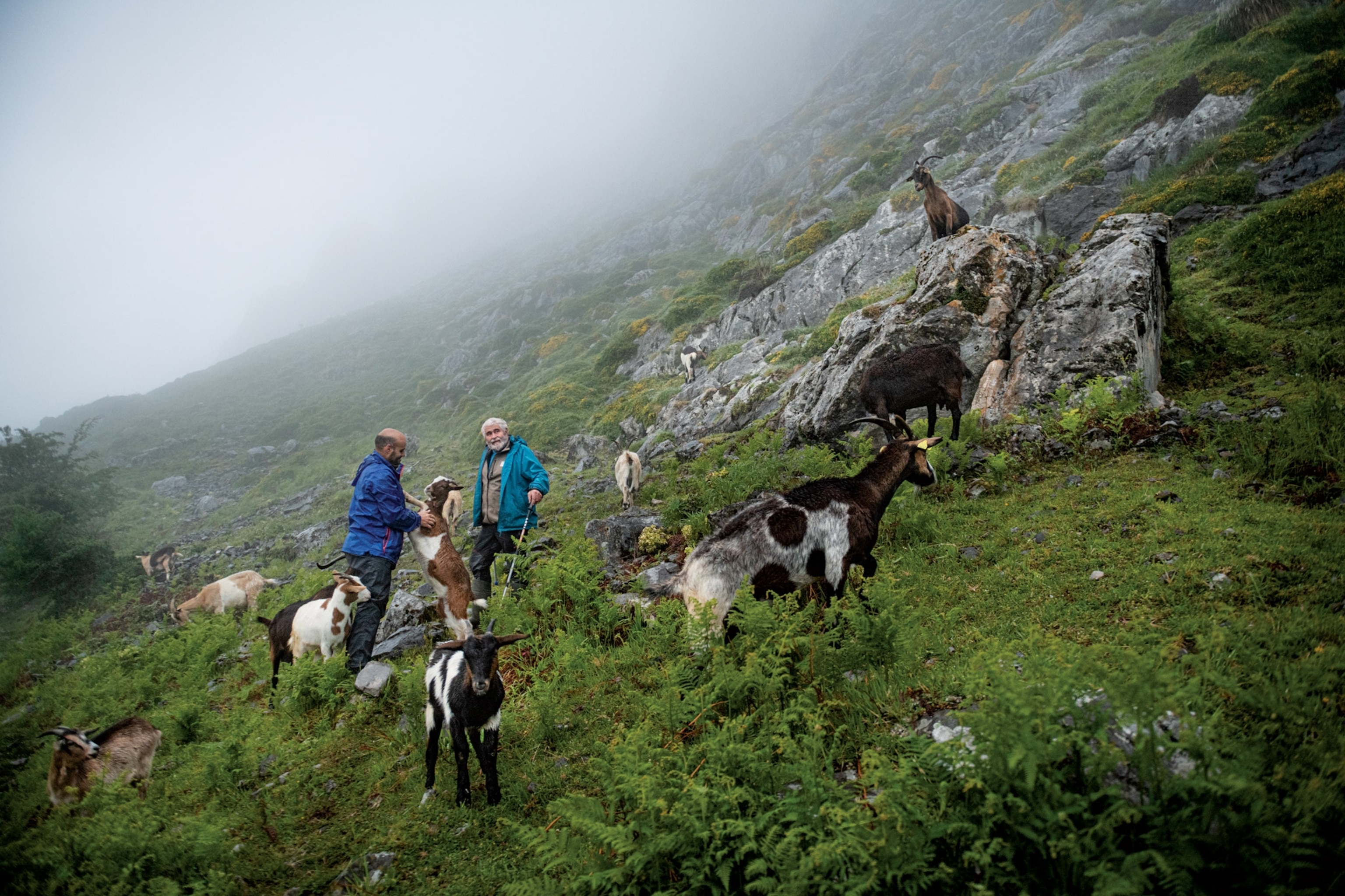 goat farmer in sotres, asturias, spain