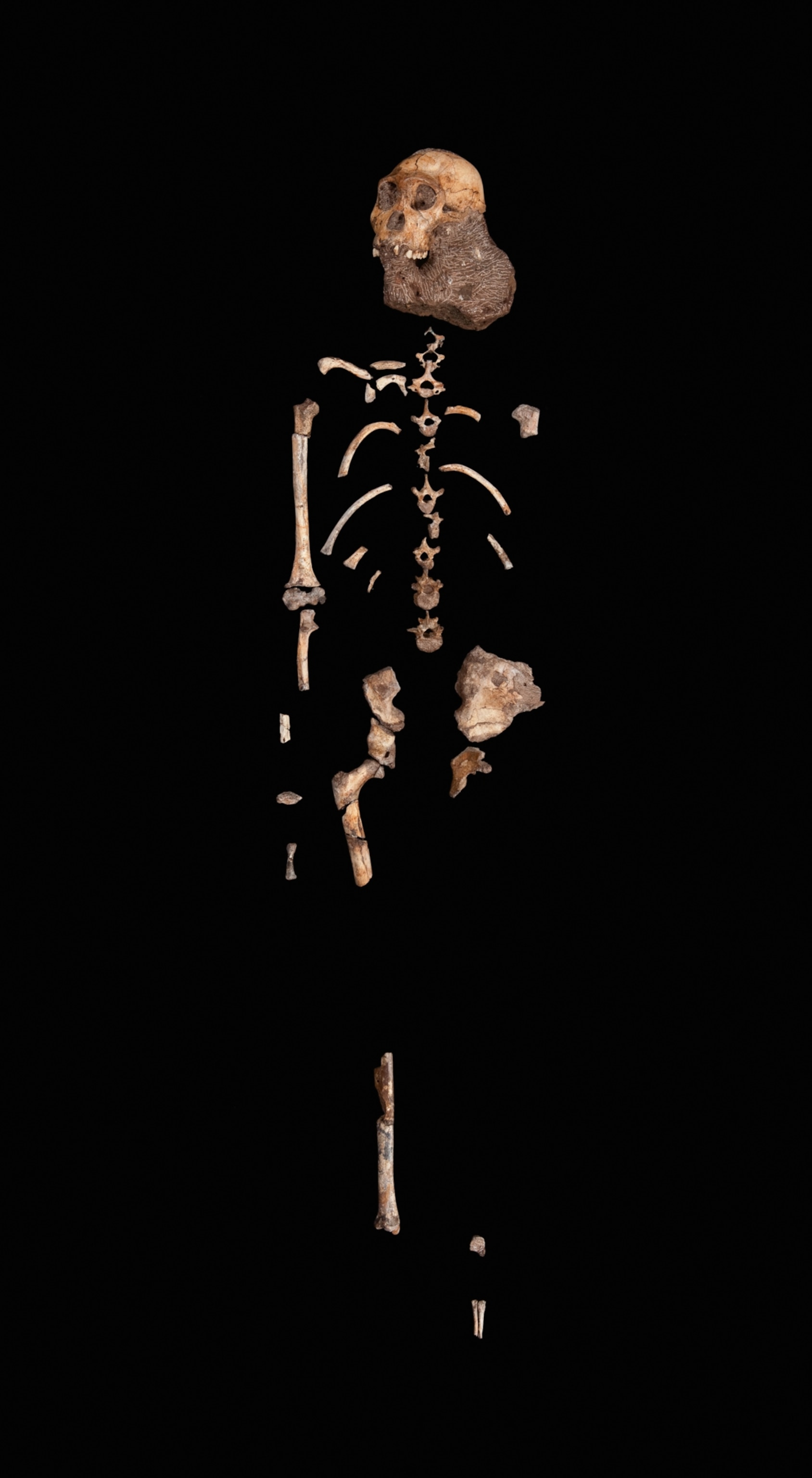 Australopithecus sediba juvenile male skeleton from the Malapa site.