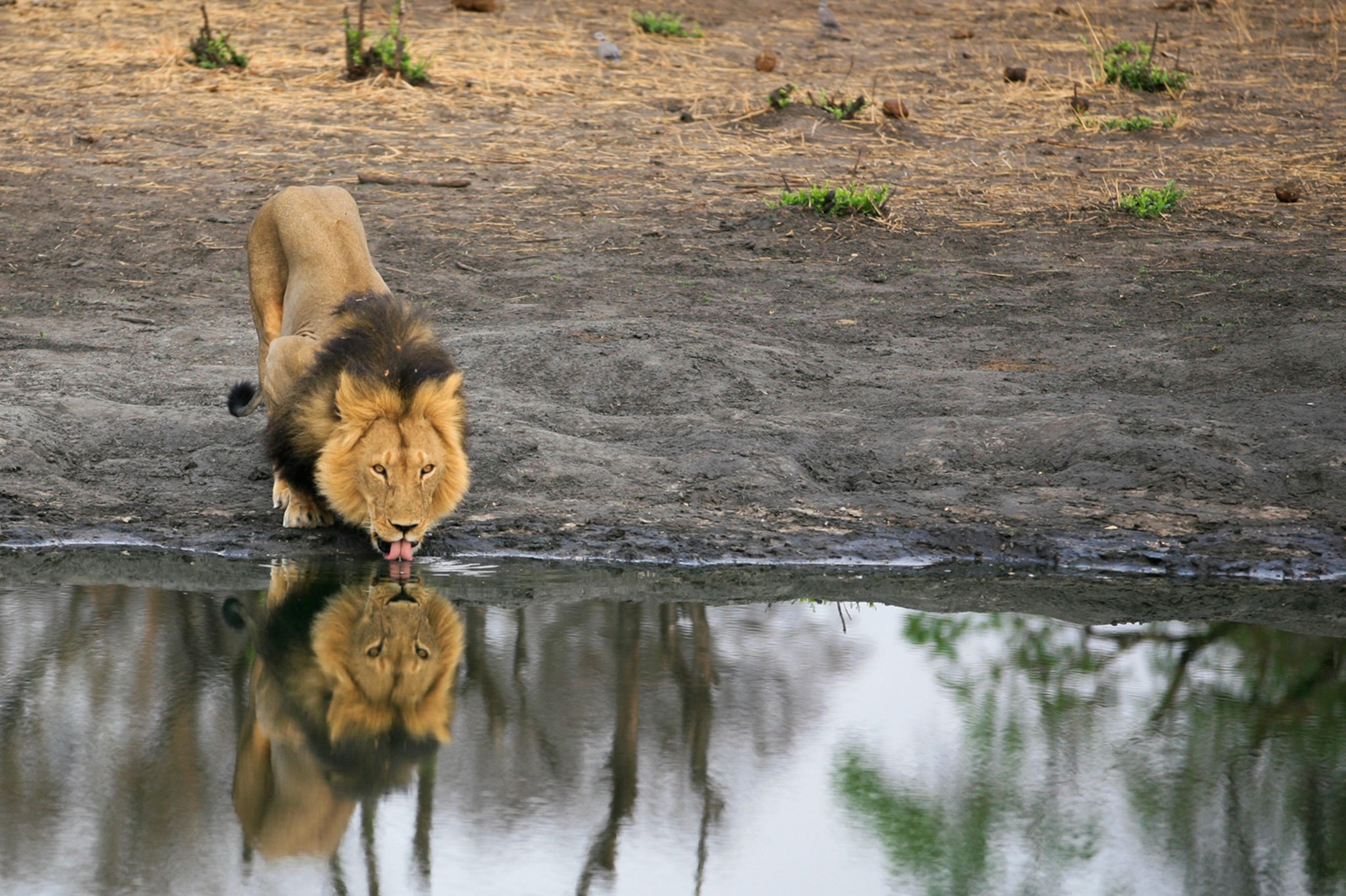 Cecil the lion drinking water