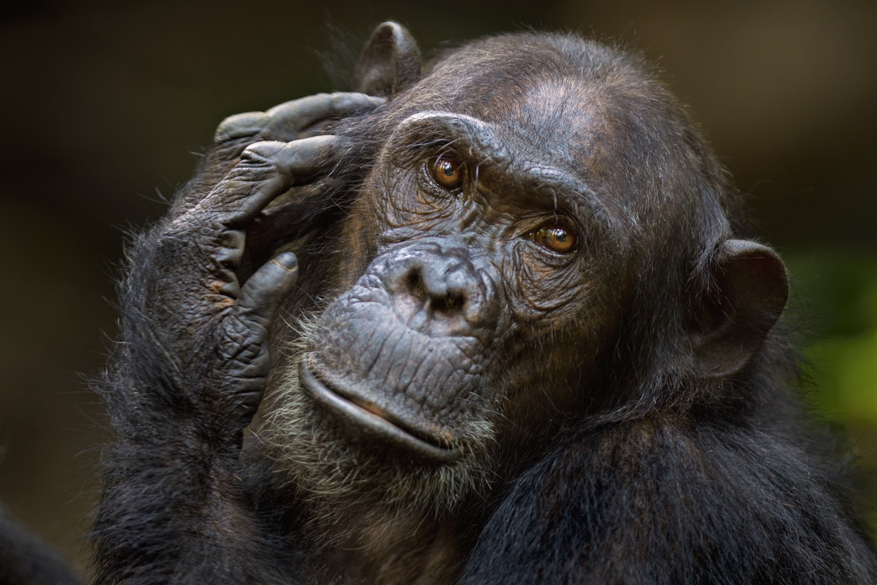 chimpanzee Gaia