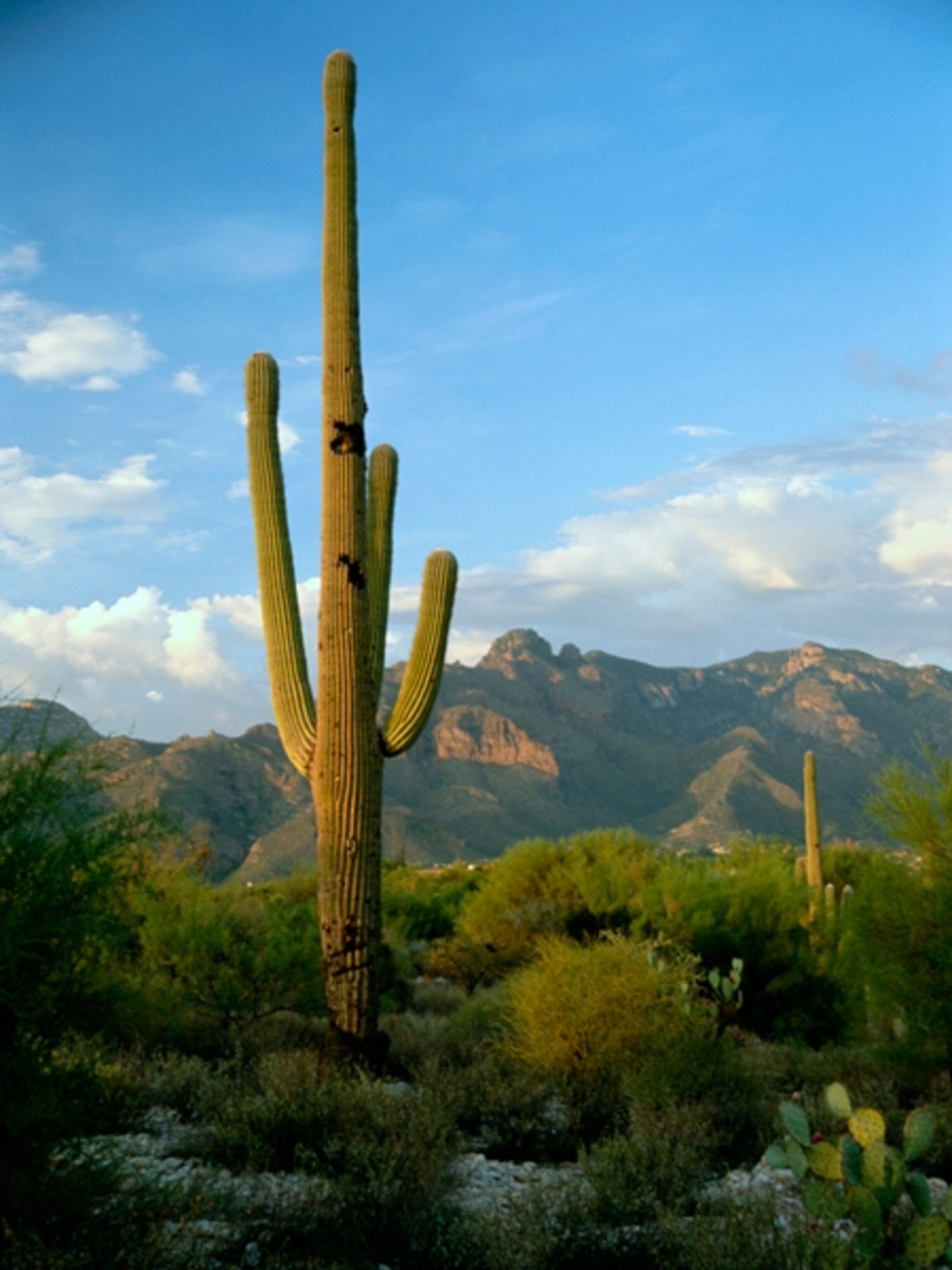 Saguaro cactus in Sonoran desert landscape
