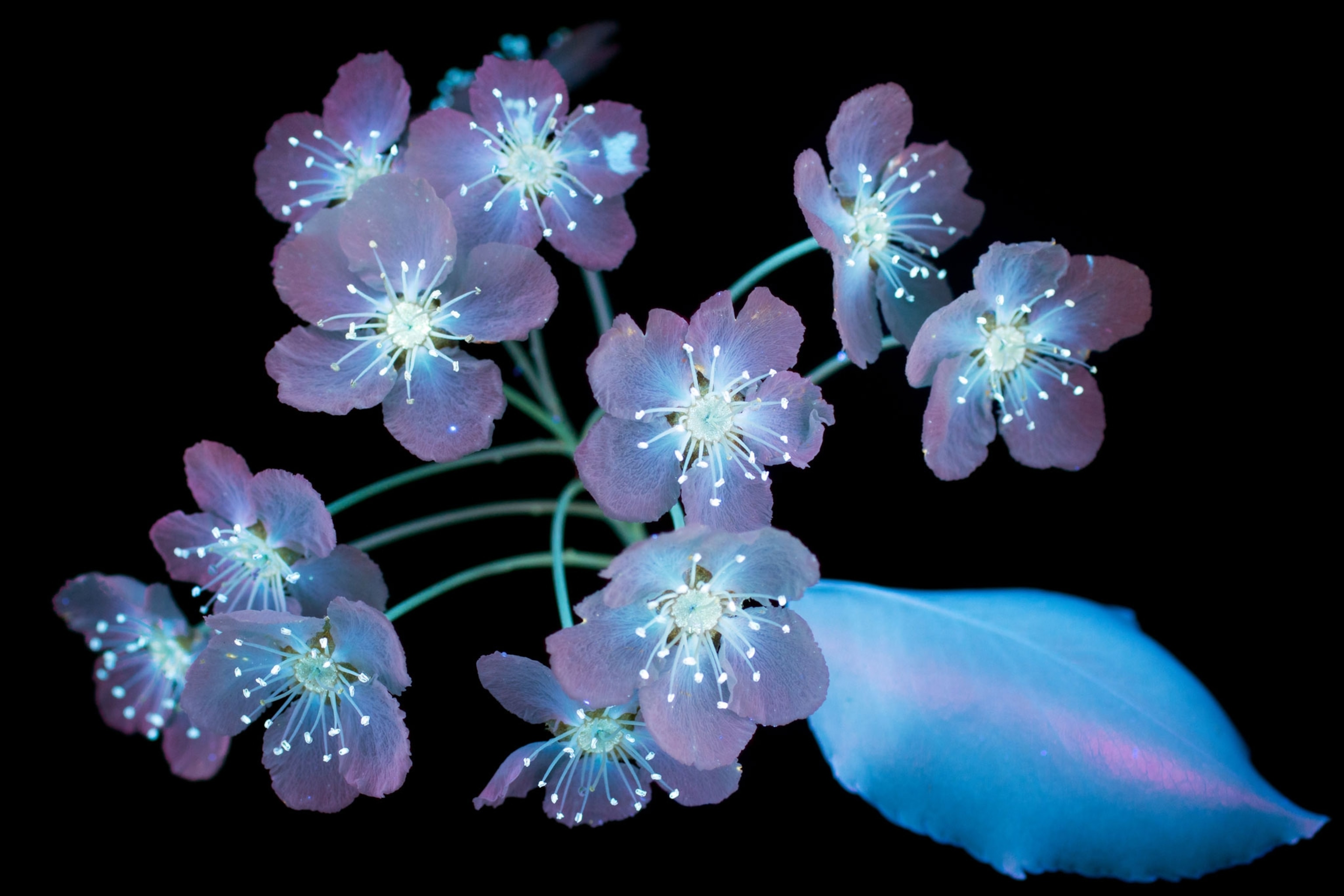 ornamental pear