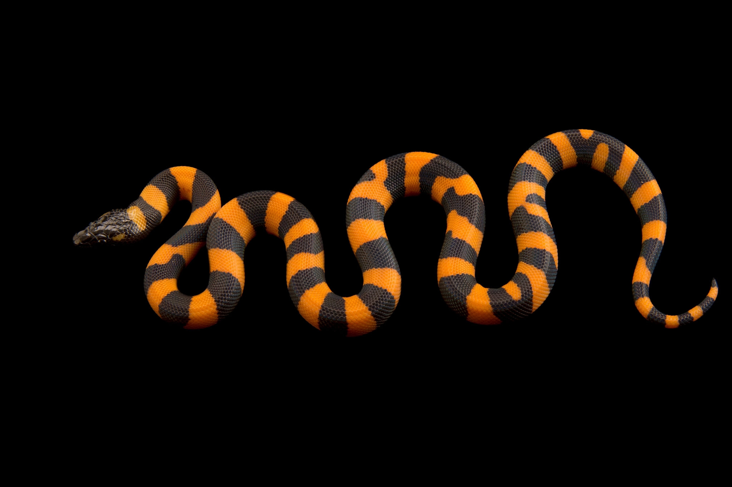 snake