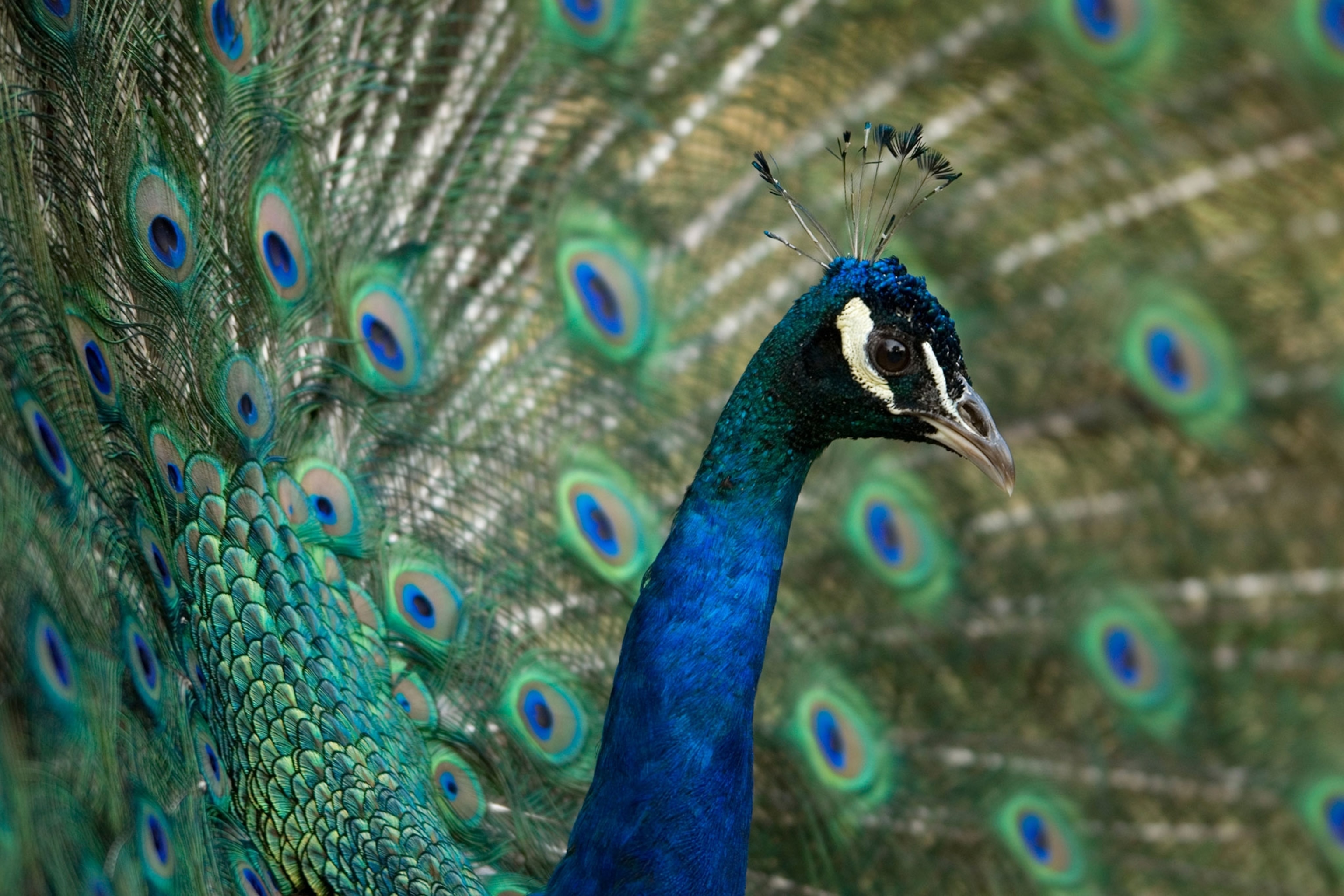 a peacock