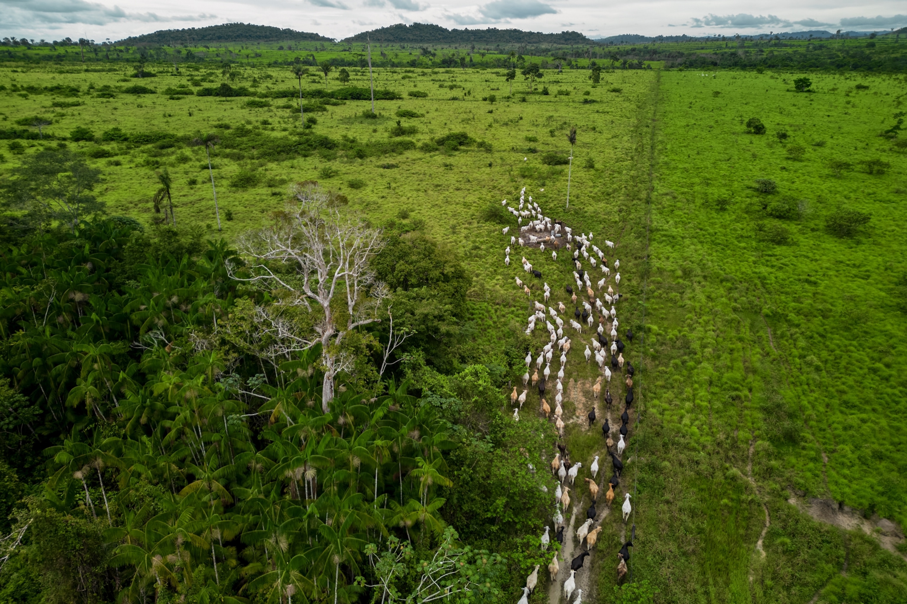 cattle in a field