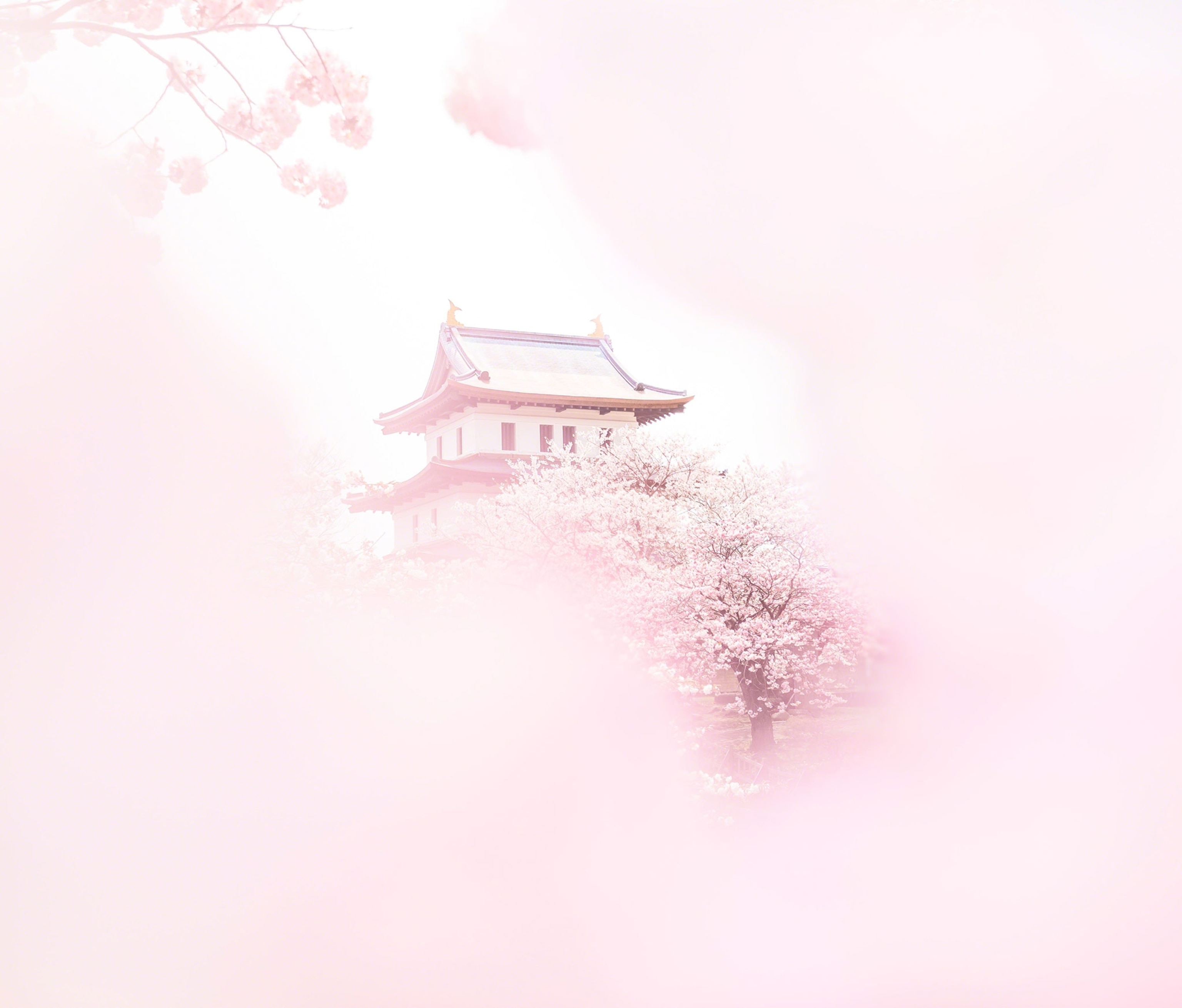 A Japanese house framed by a pink cherry blossom