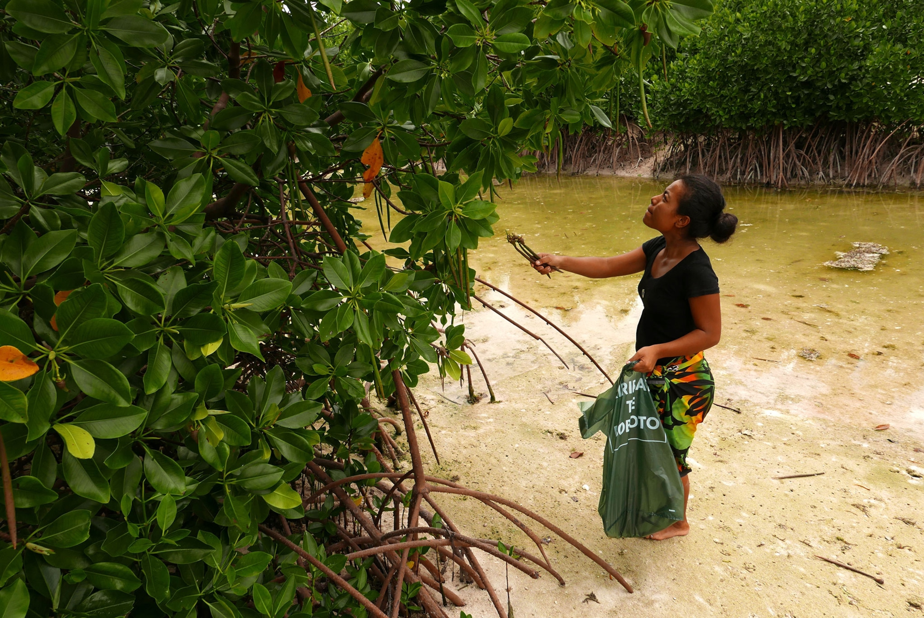 mangrove