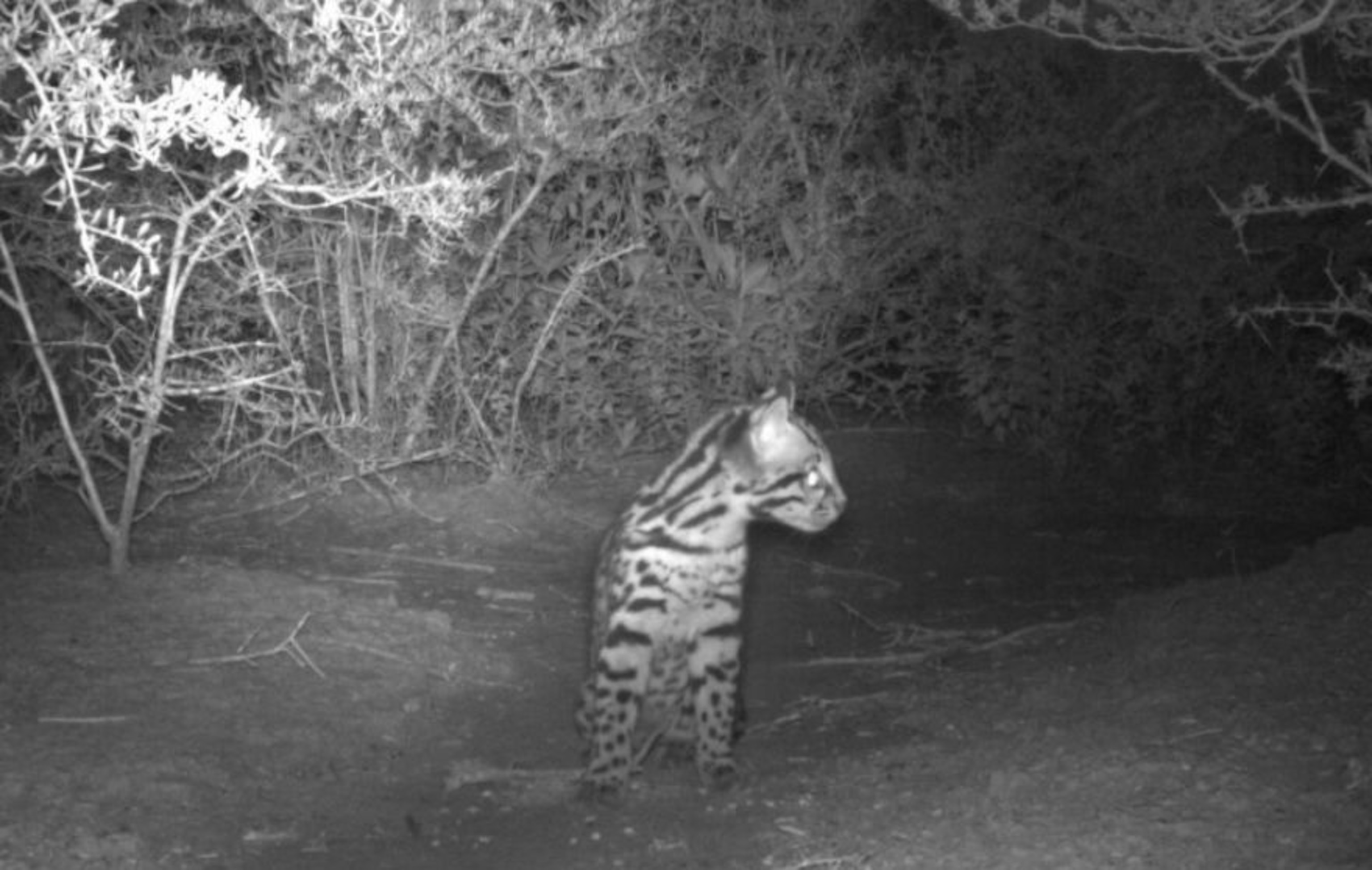 ocelot