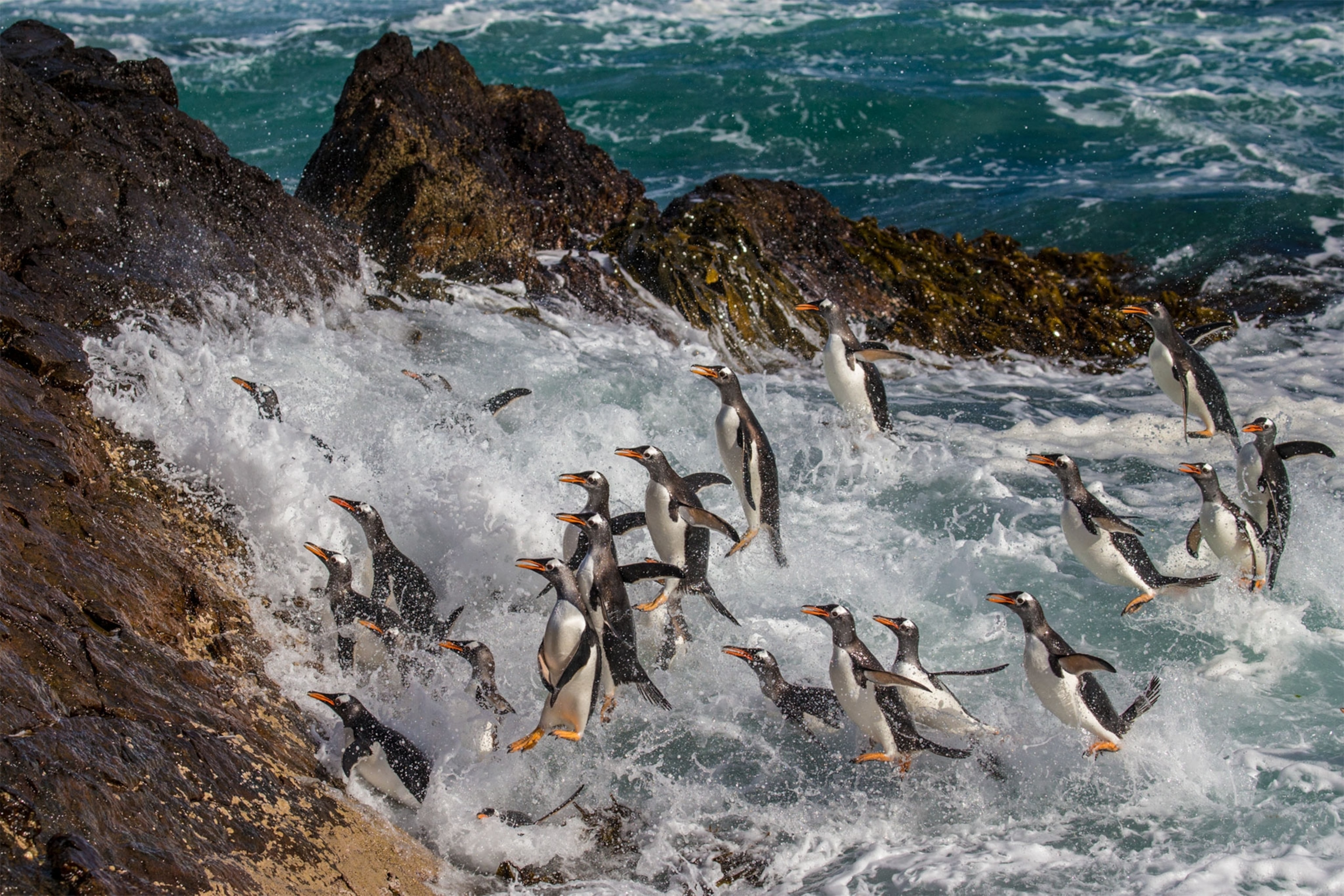 gentoo penguins jumping out of the water