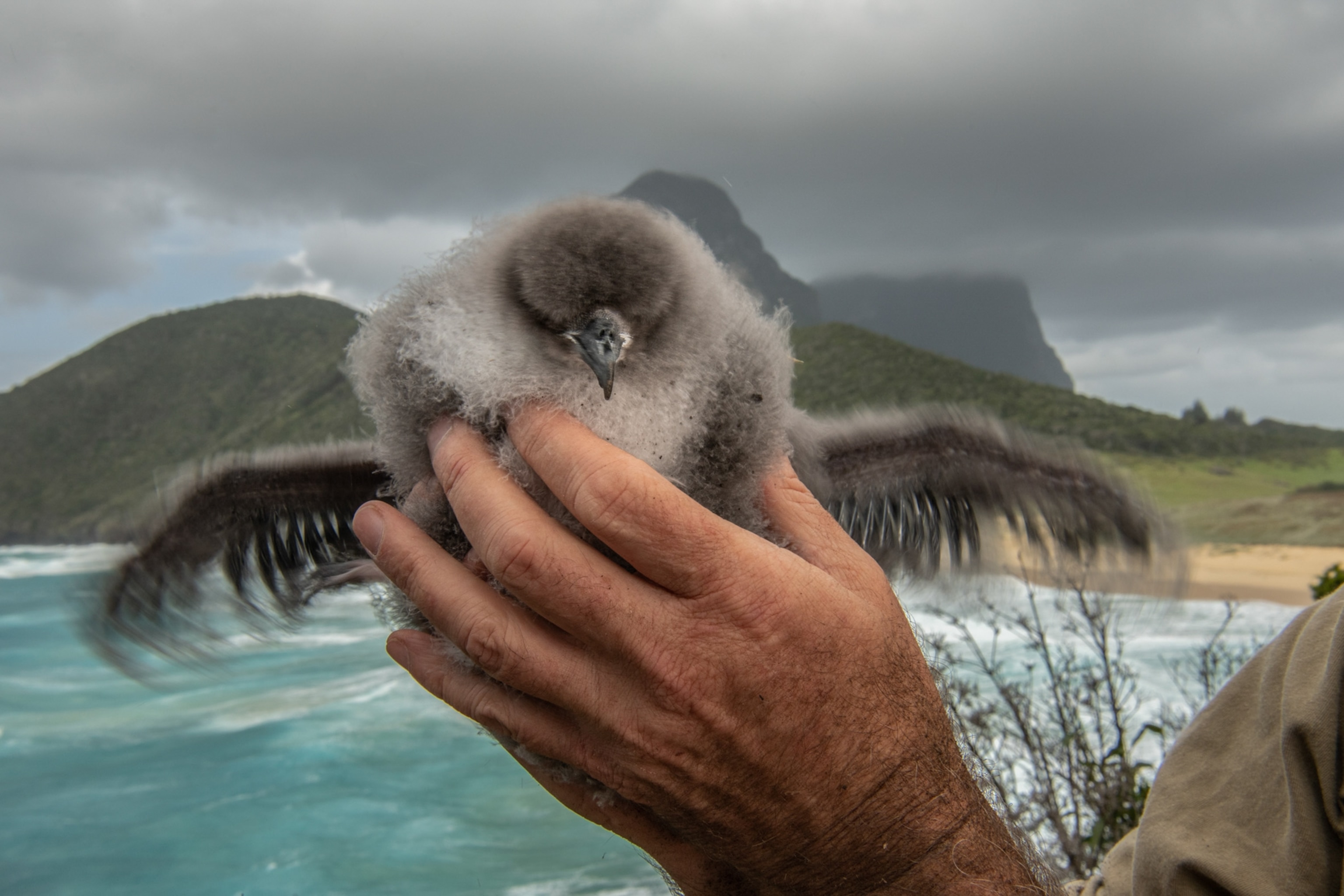 hands hold a small fluffy baby petrel