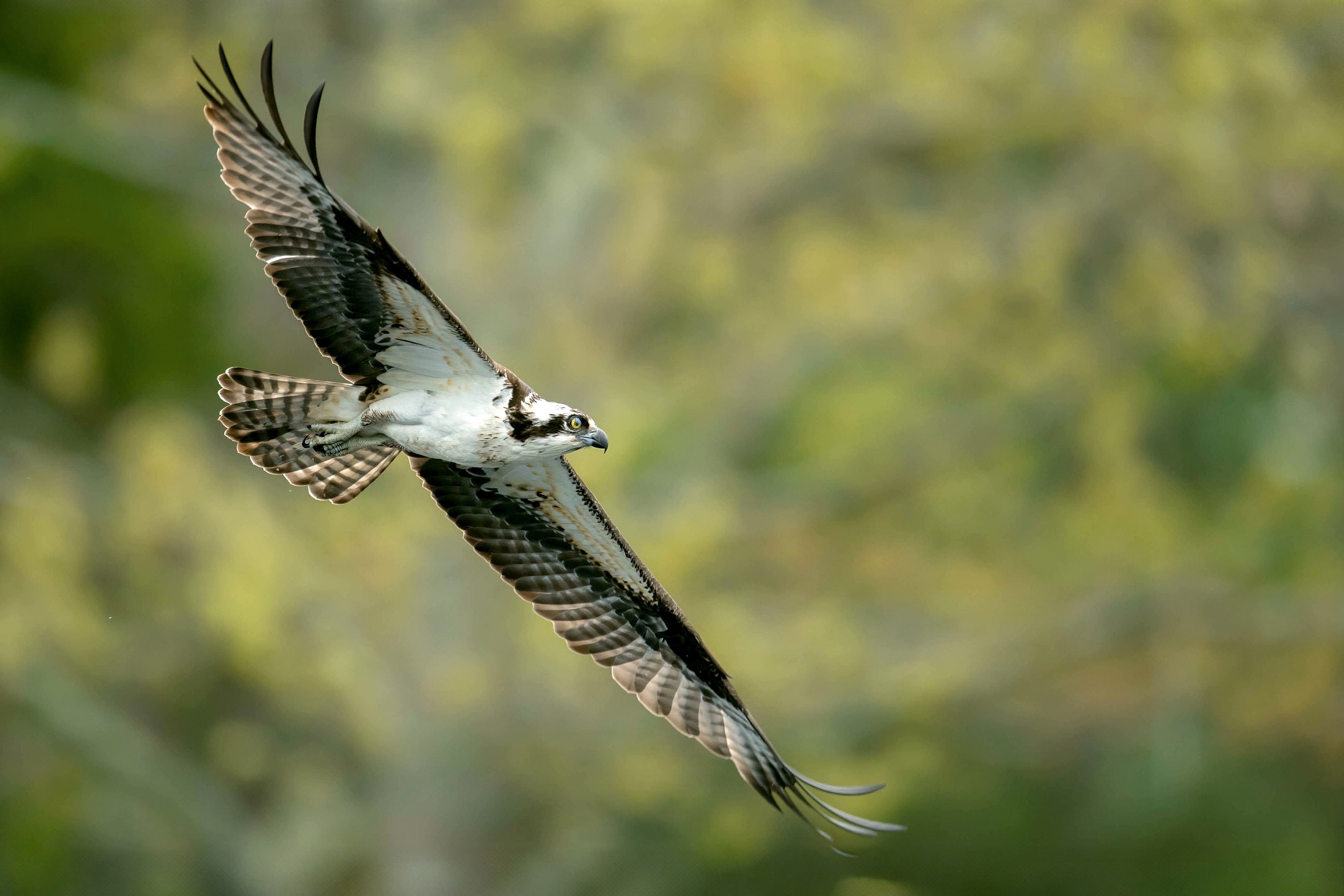 Osprey flying