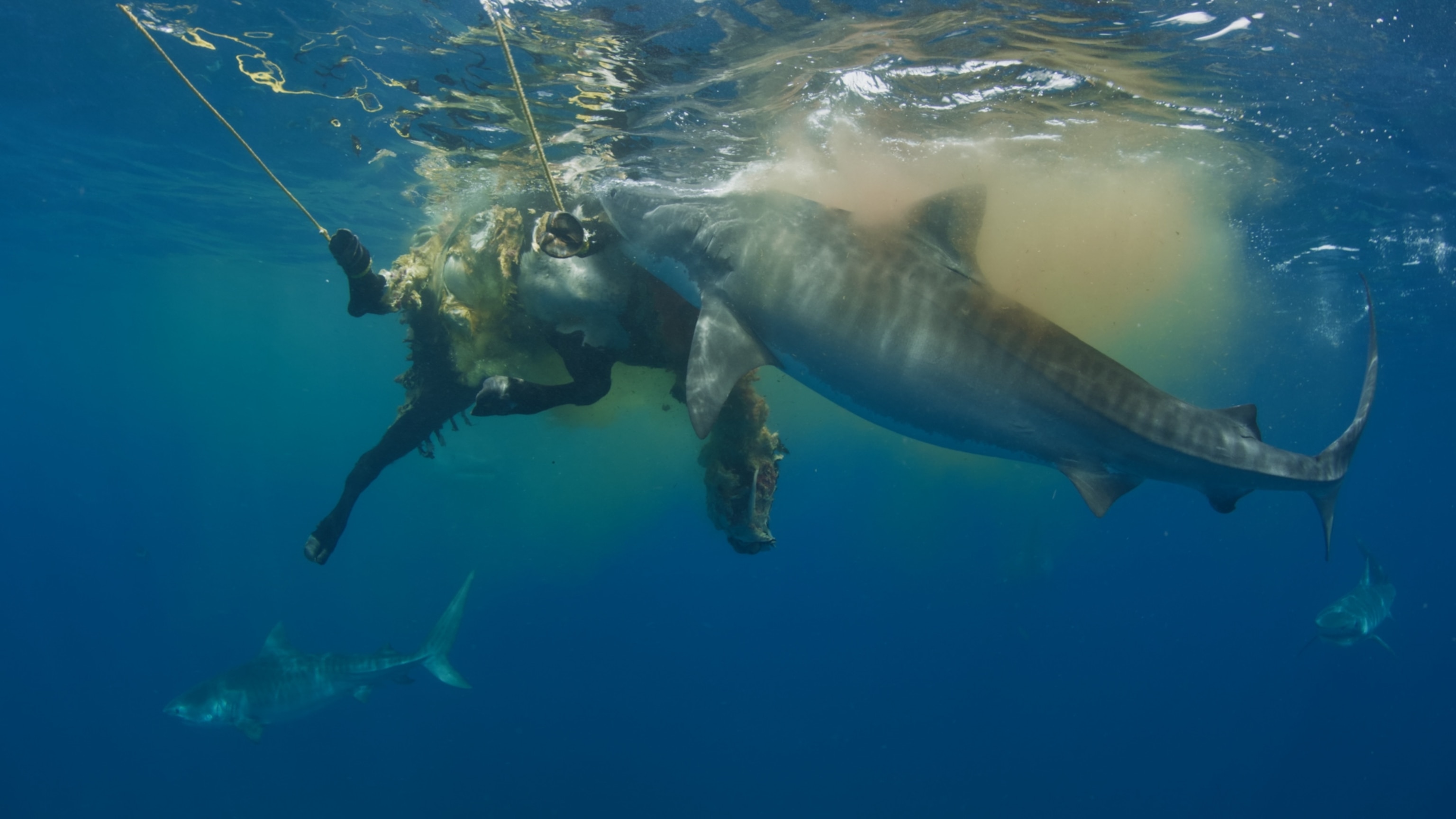 A cow carcas in the water atracks a tiger shark that bites into the cow.