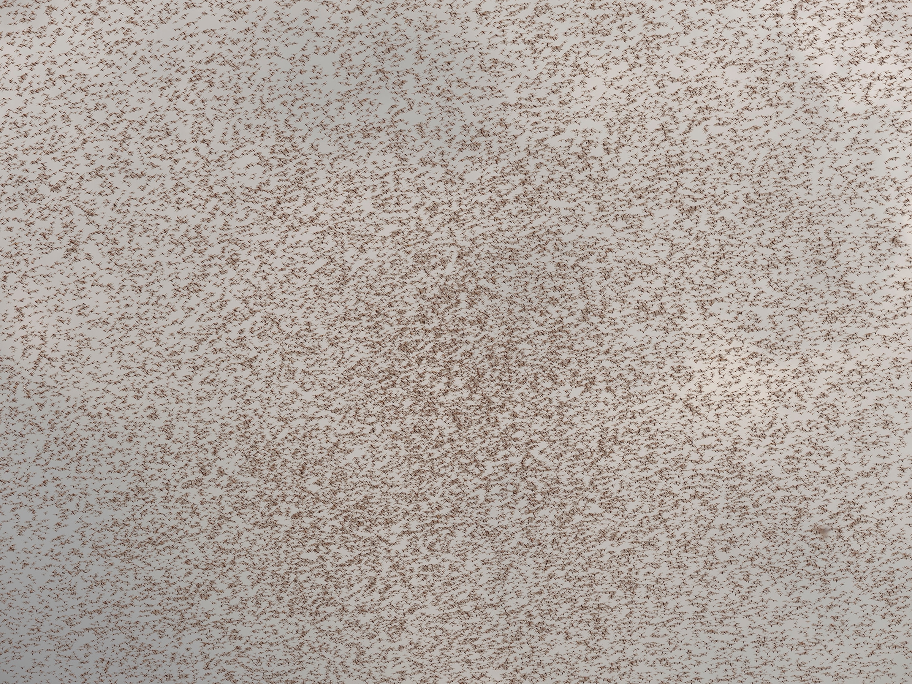 Picture of a swarm of locusts seen from below