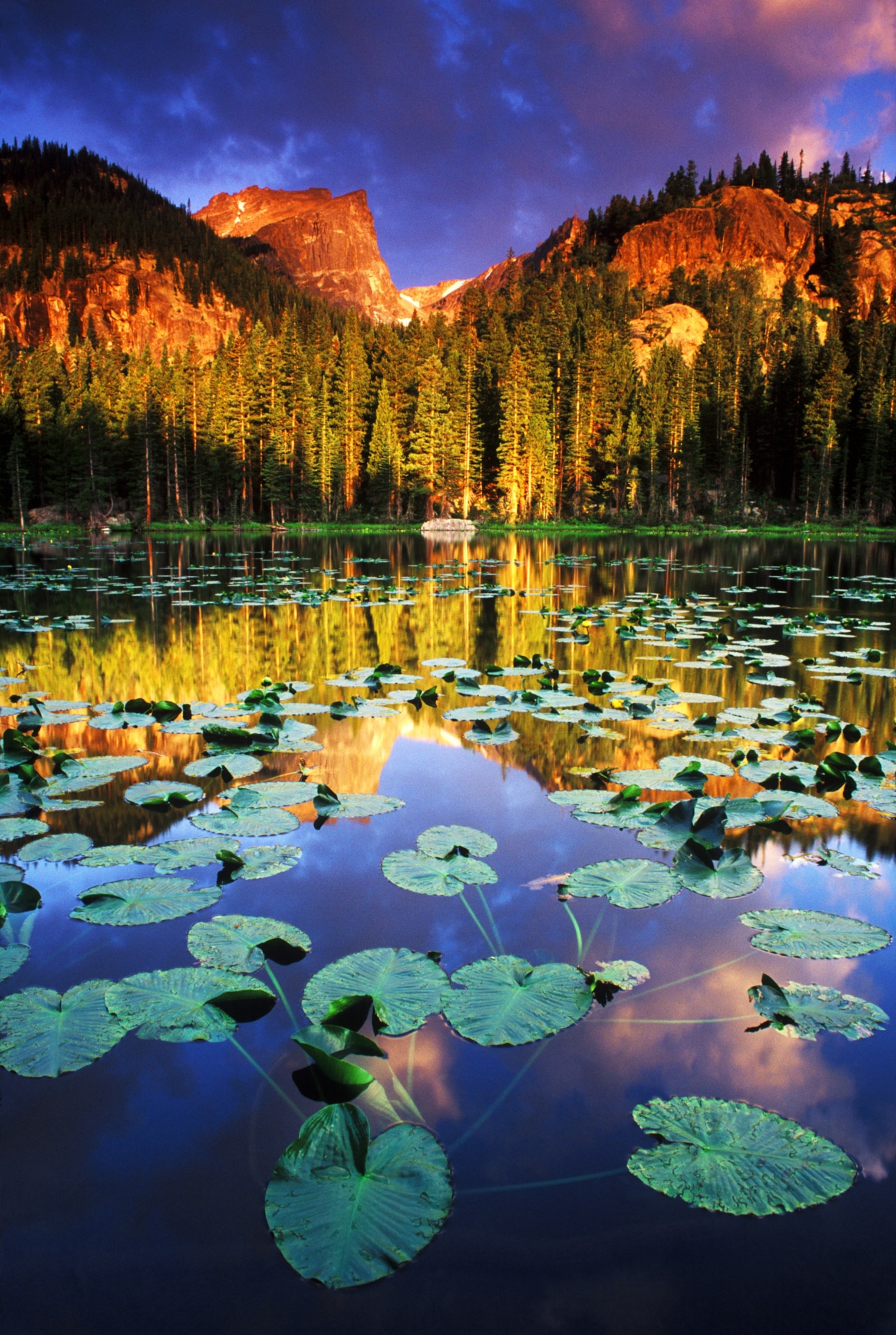 Photo of lilies in foreground and sunlit mountain in background