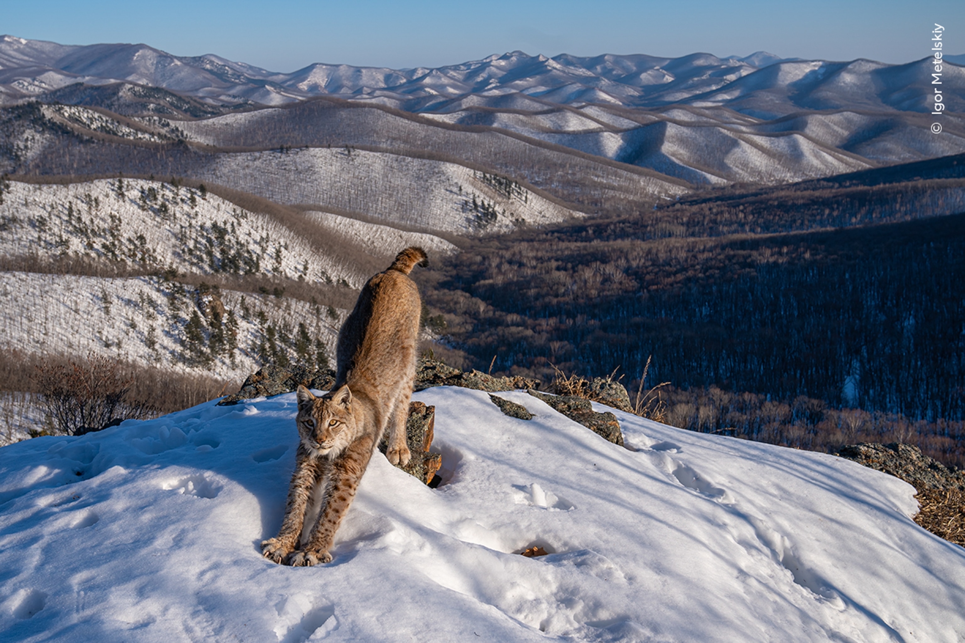 A Lynx stretches in the snow with a mountain backdrop behind it.