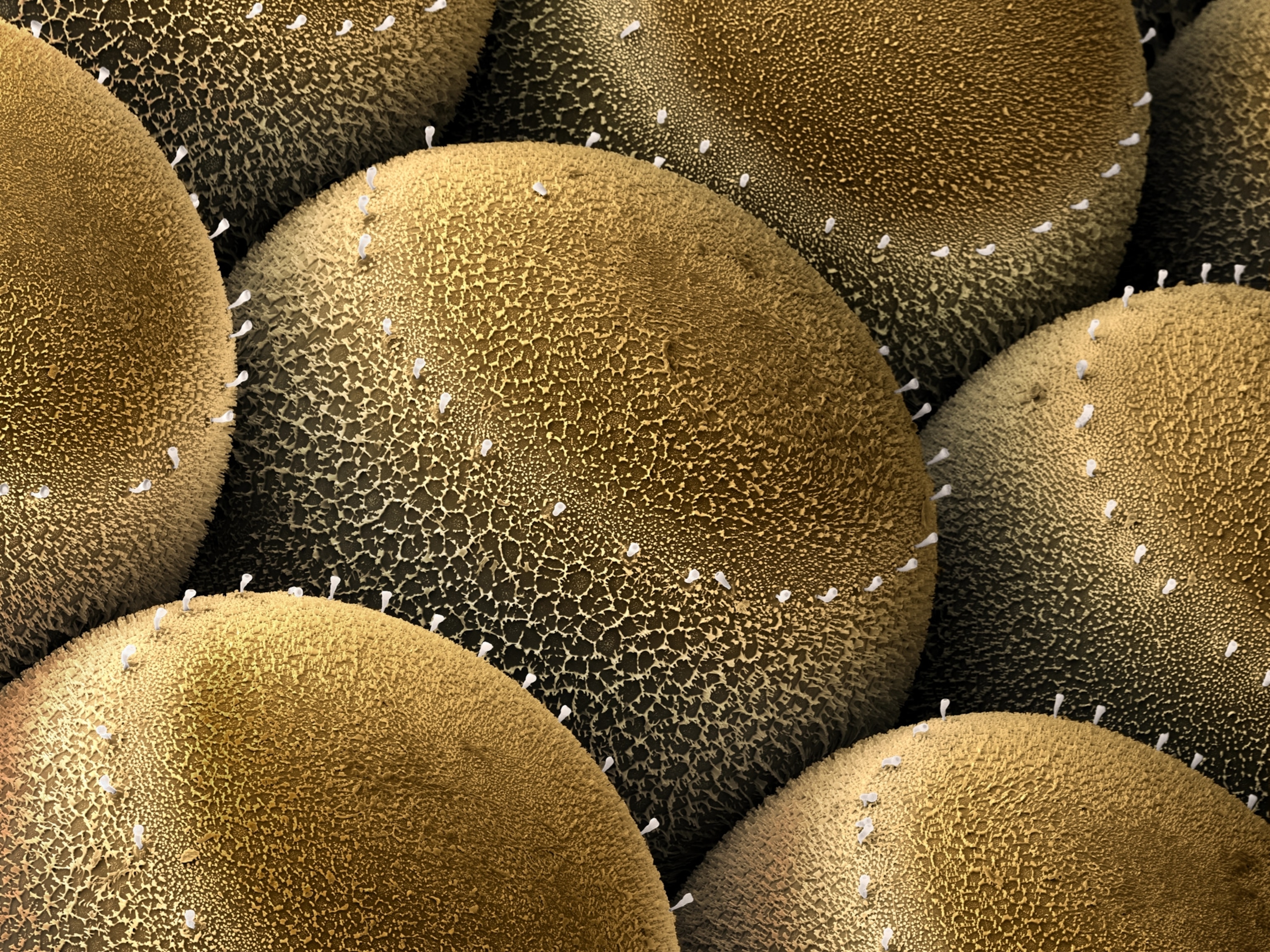 a clump of stinkbug eggs