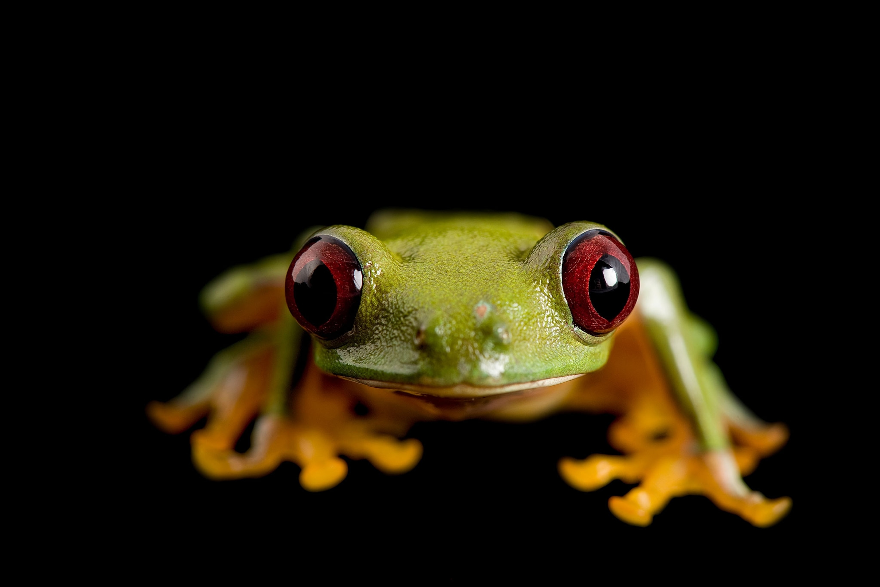 a pink-sided treefrog