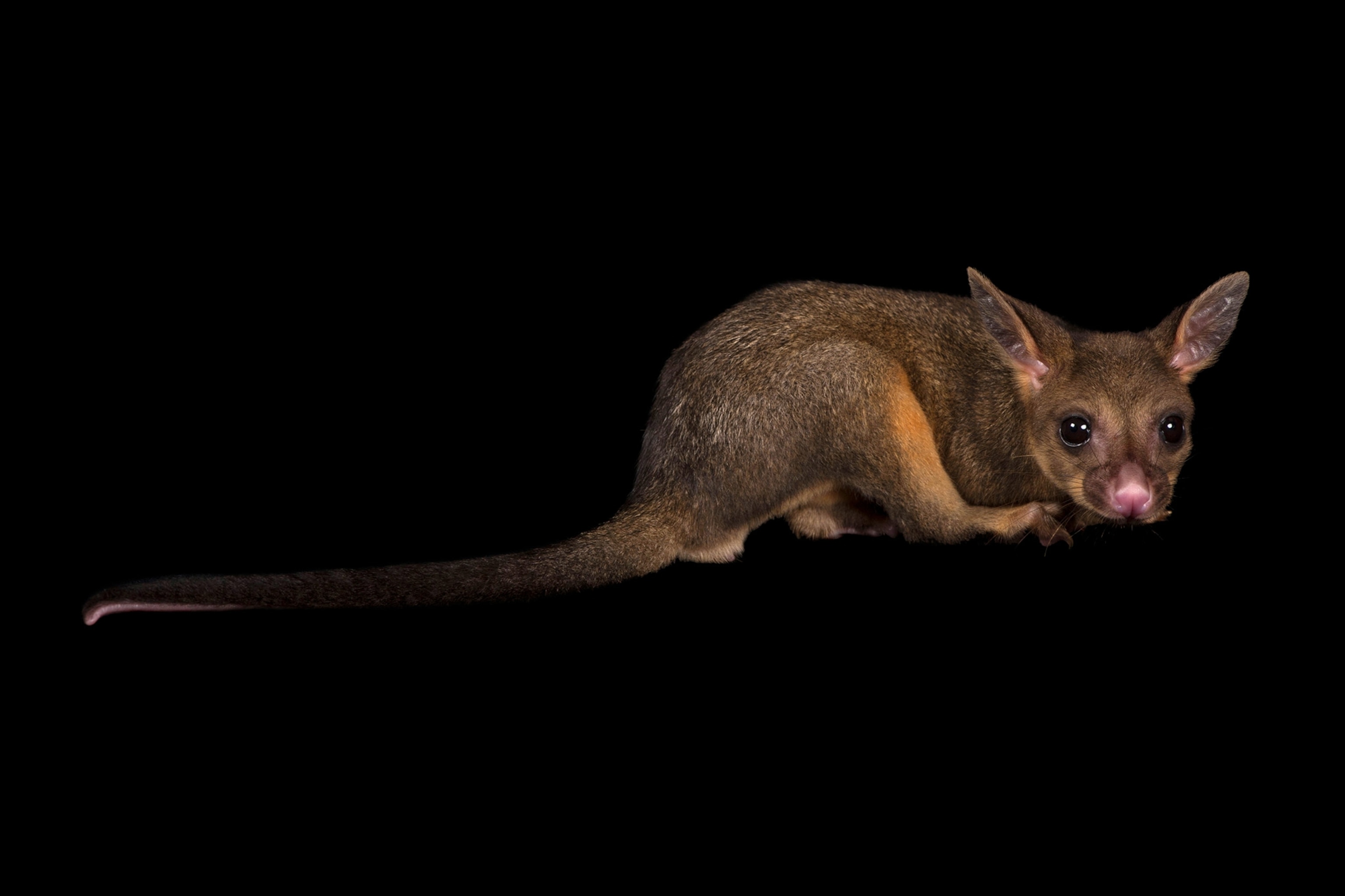 a common brushtail possum