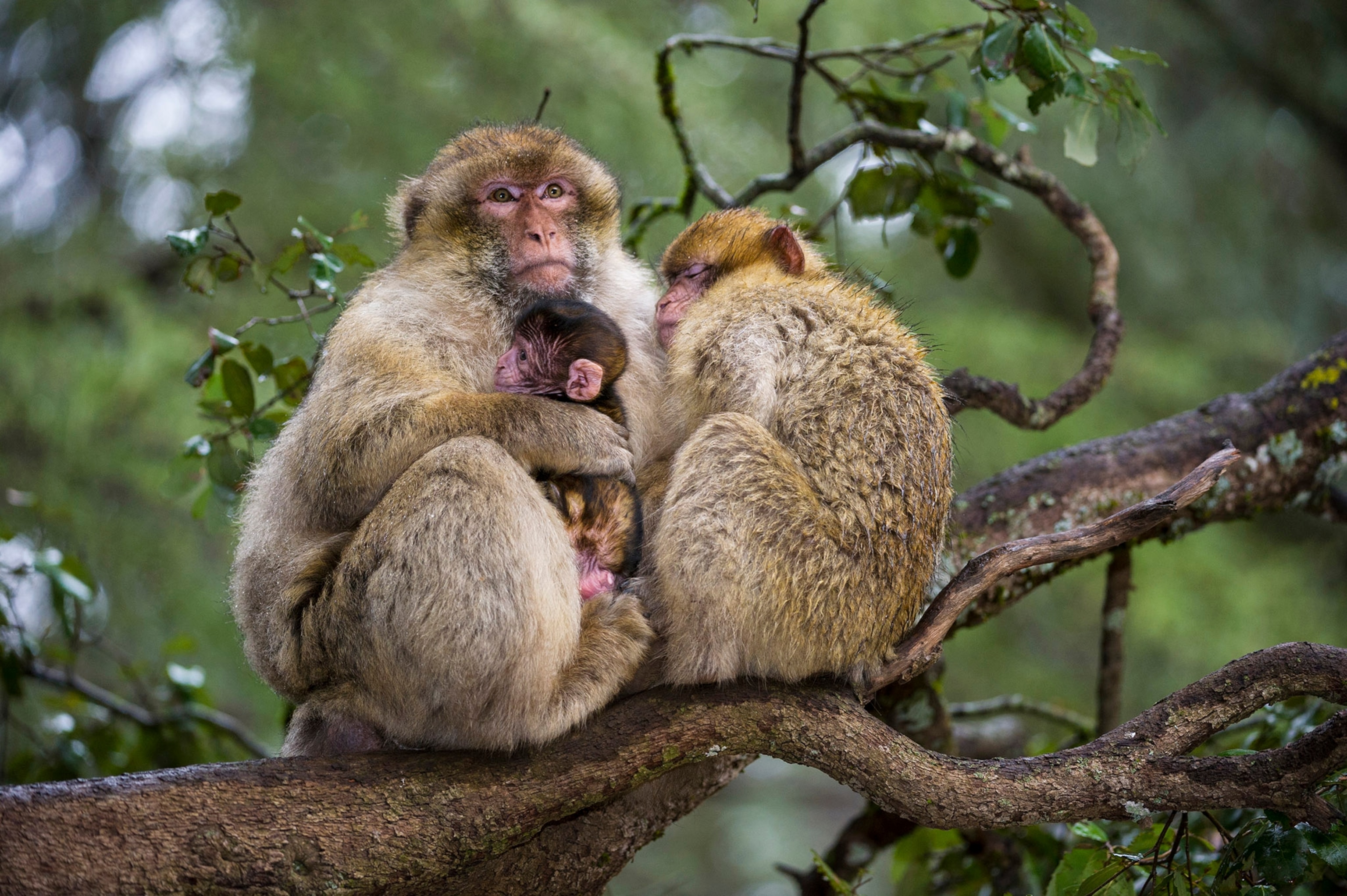 a family of macaques
