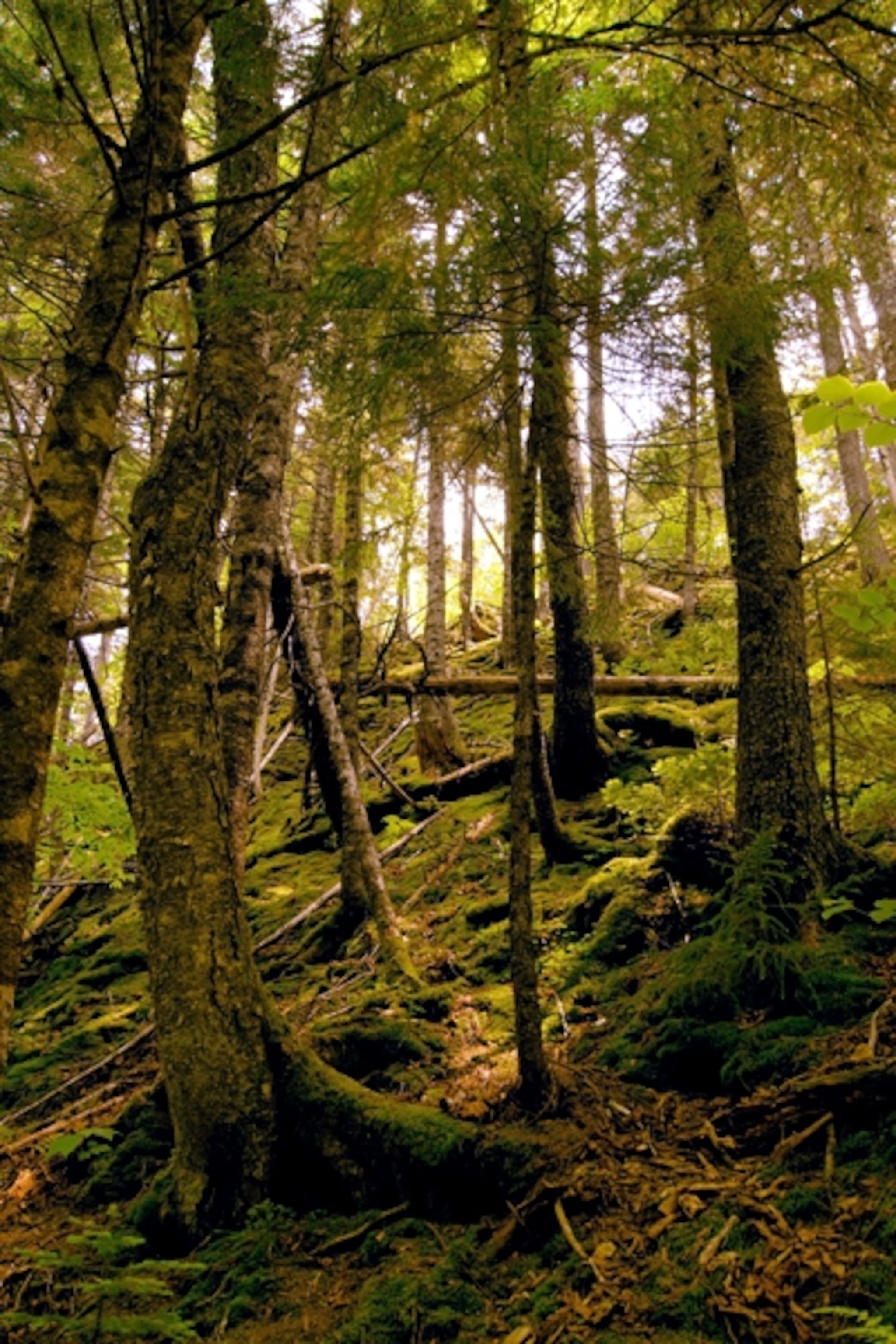 Forest in Fundy National Park