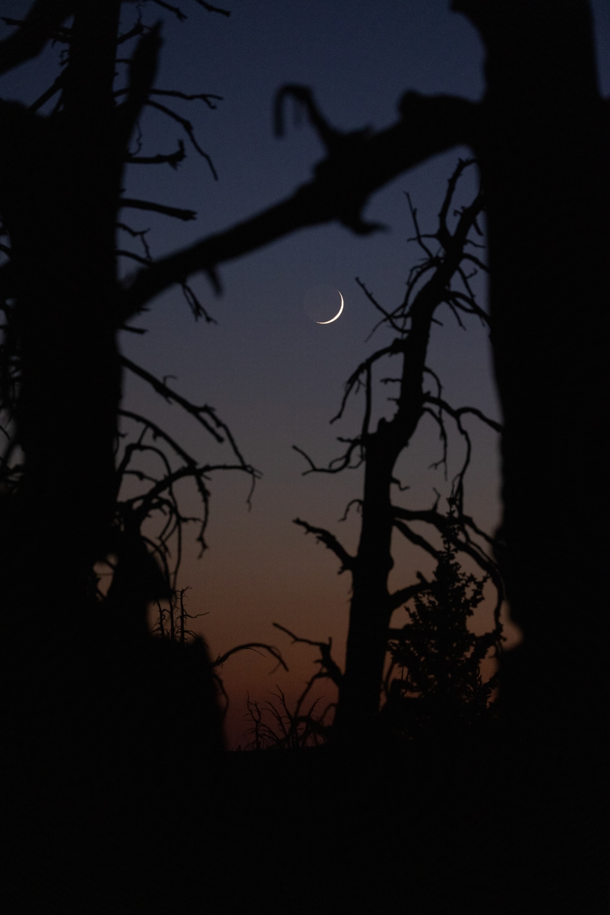A crescent moon shines over a pine grove.