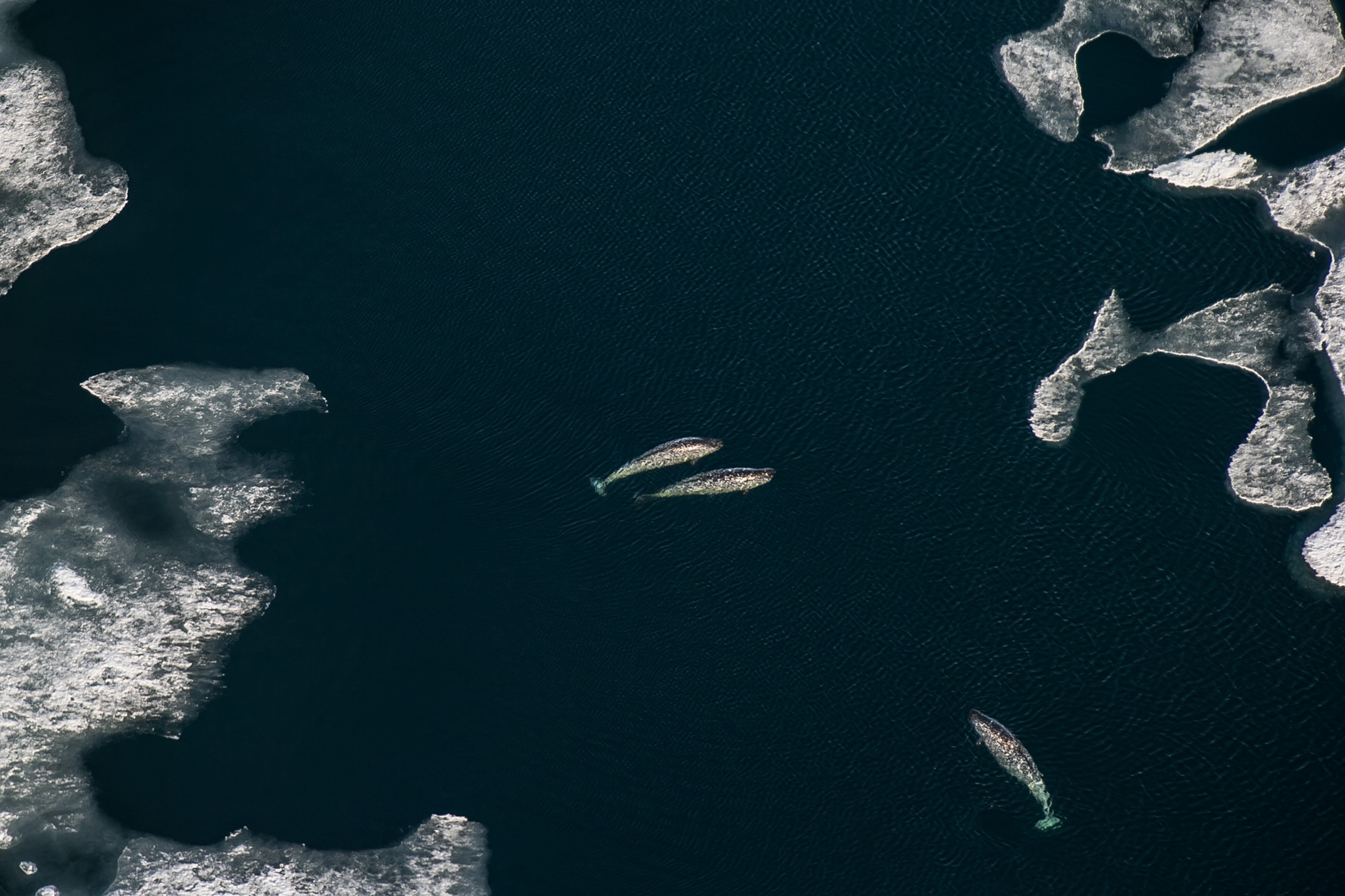 Baffin Island.