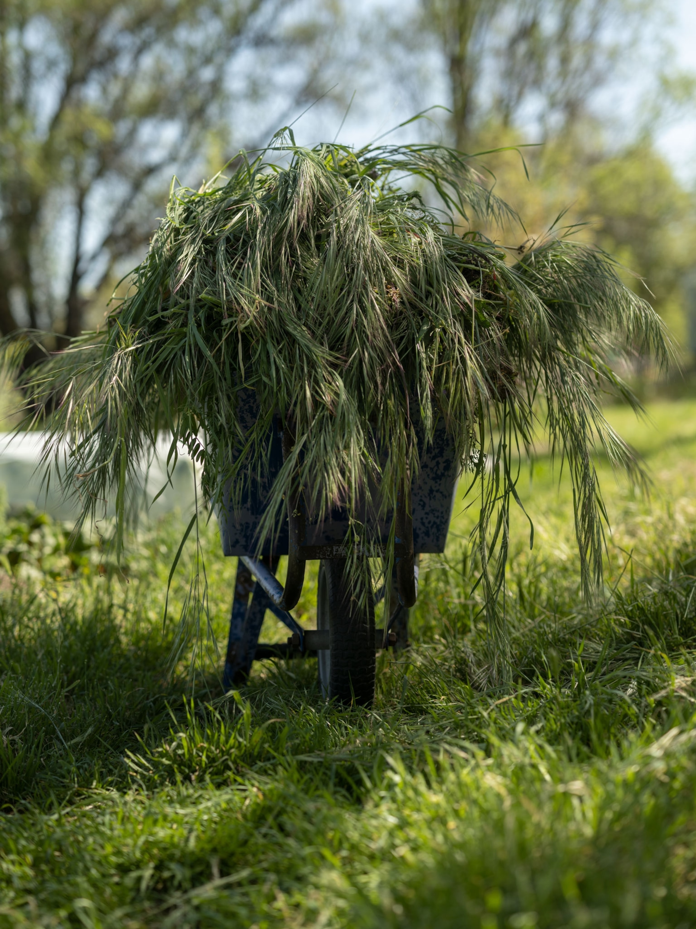 Weeds in a wheelbarrow.
