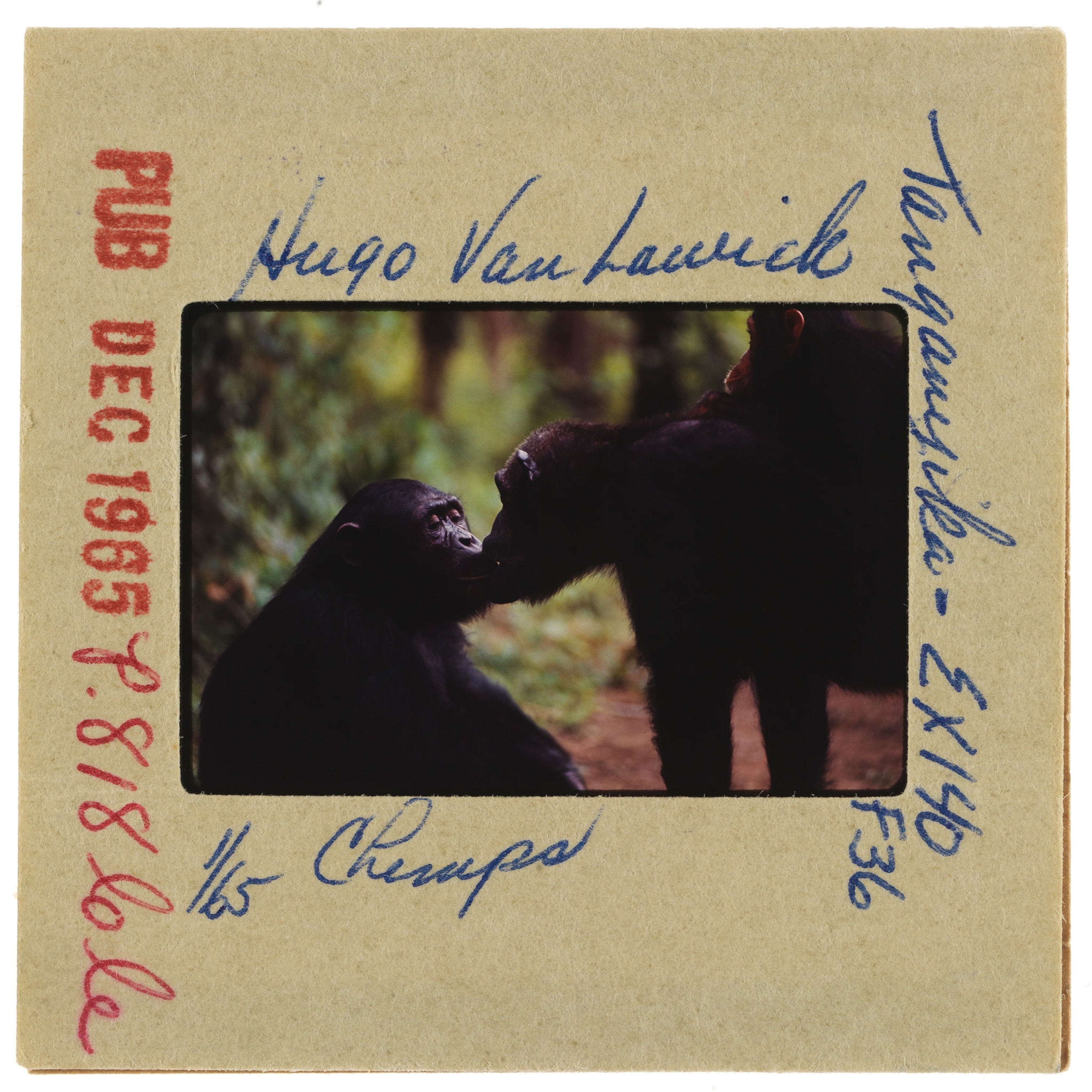 two chimpanzees