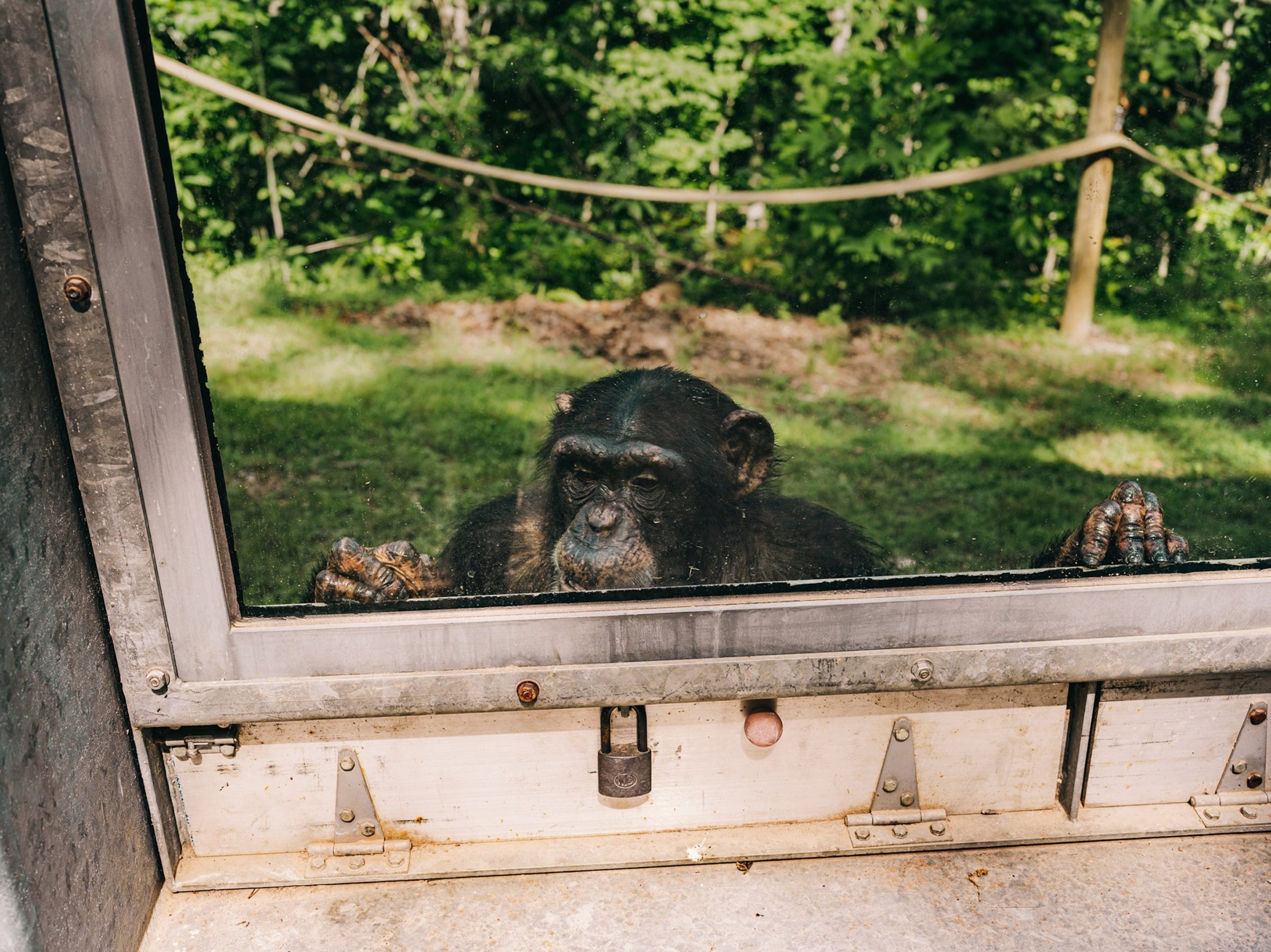 Haylee a 10 year old female chimpanzee at project chimp