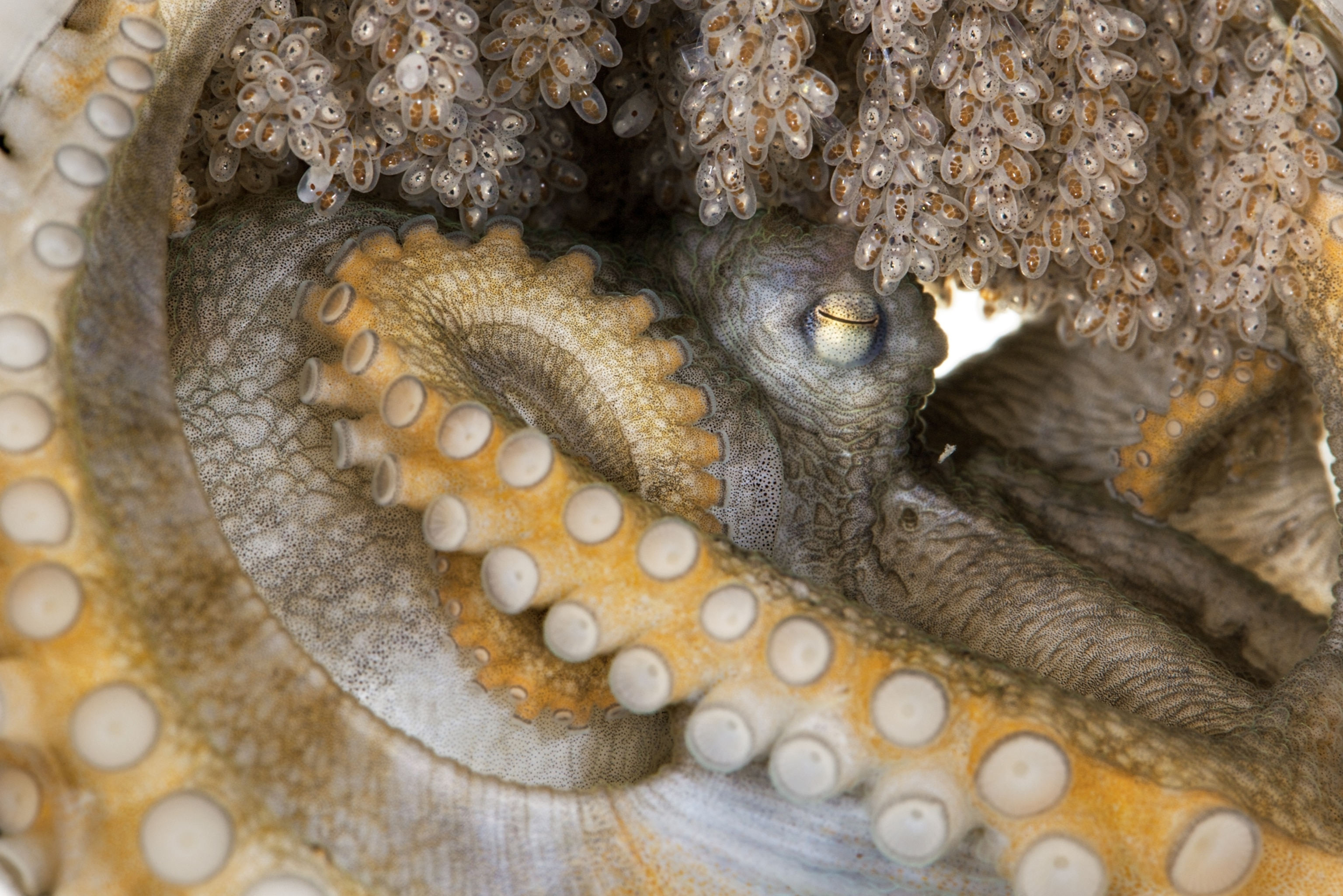 a female octopus tending her eggs