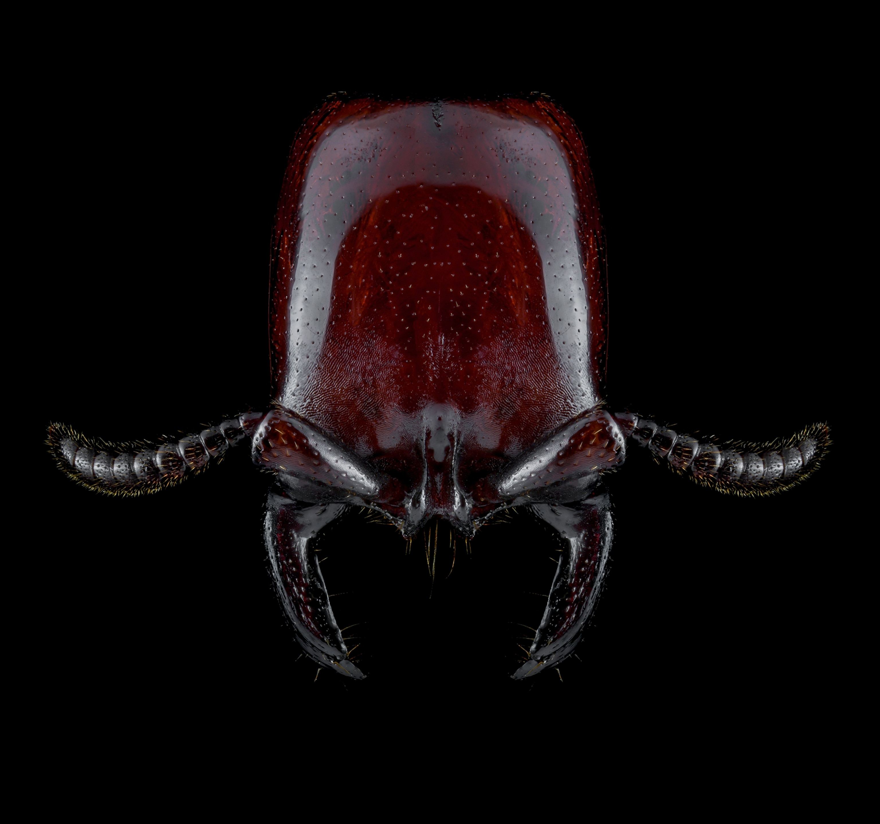 Picture of an ant head that is dark read.
