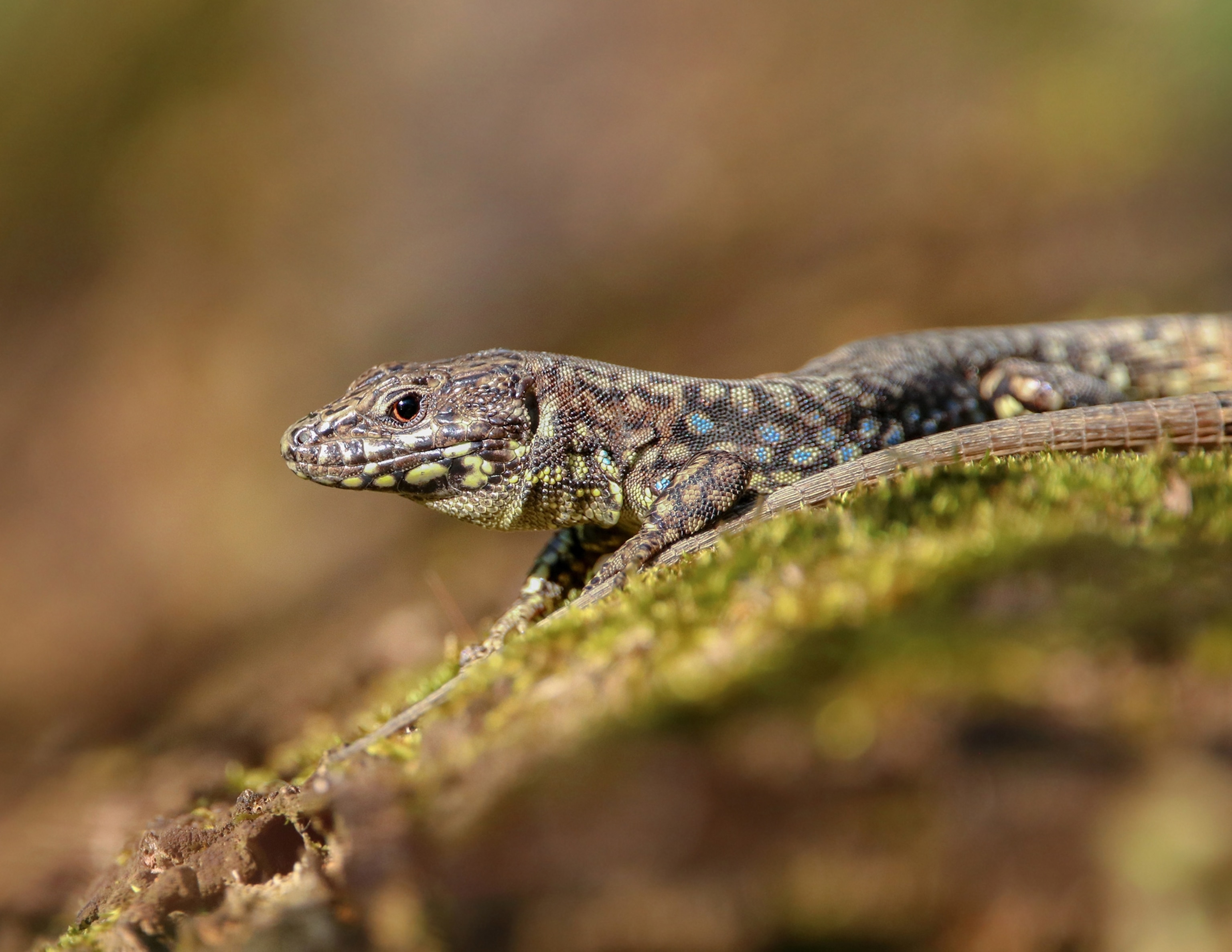 A close up of a lizard with dark brown, blue and and green spotted scales.
