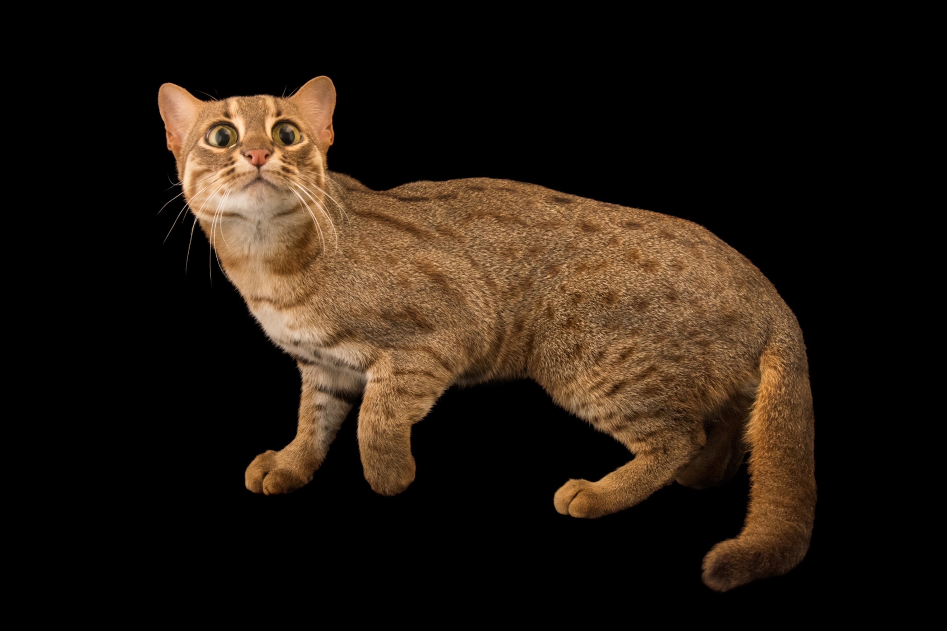 a rusty-spotted cat