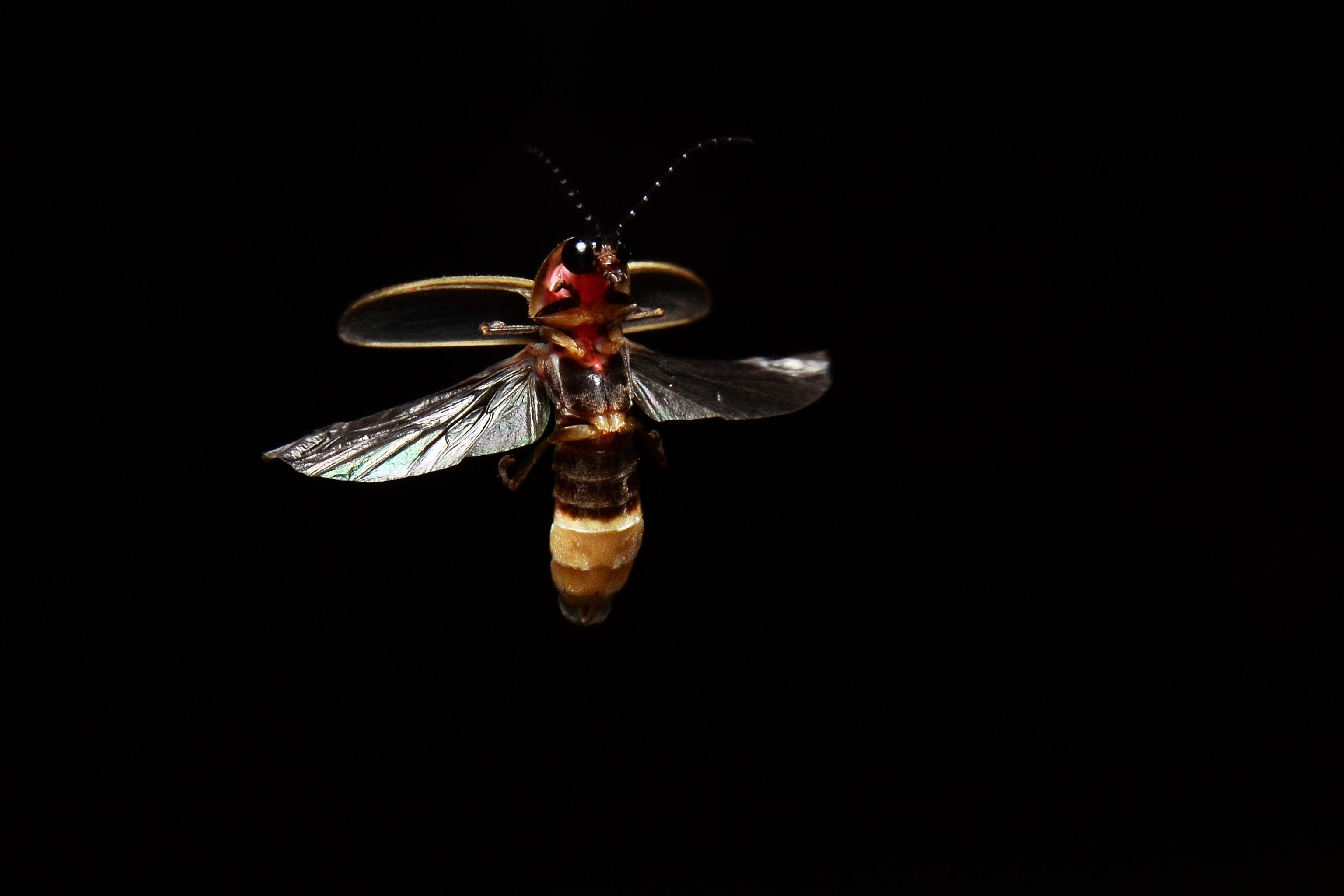 Firefly in flight