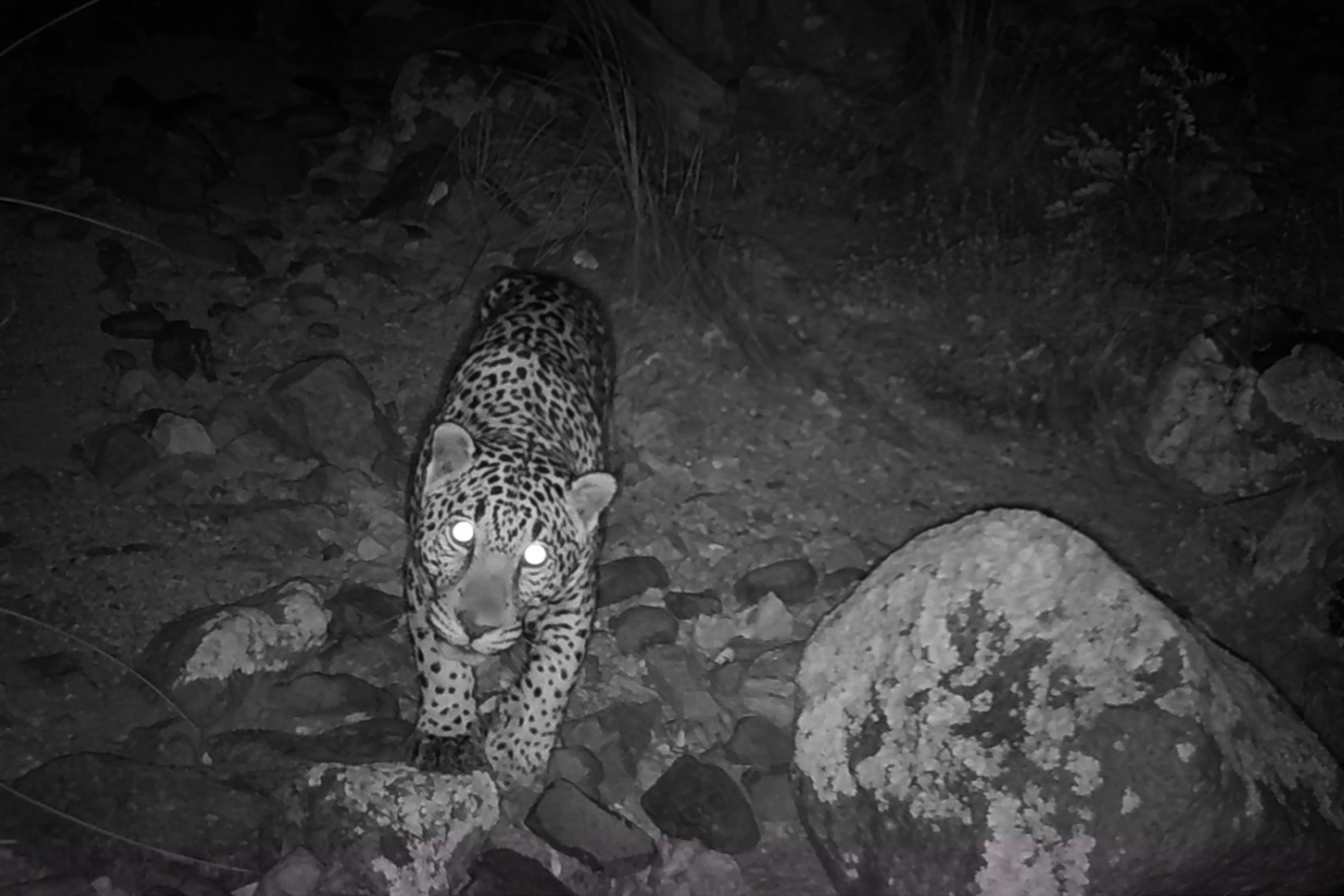 Picture of a jaguar walking towards the camera at night, its eyes reflected as bright circles.