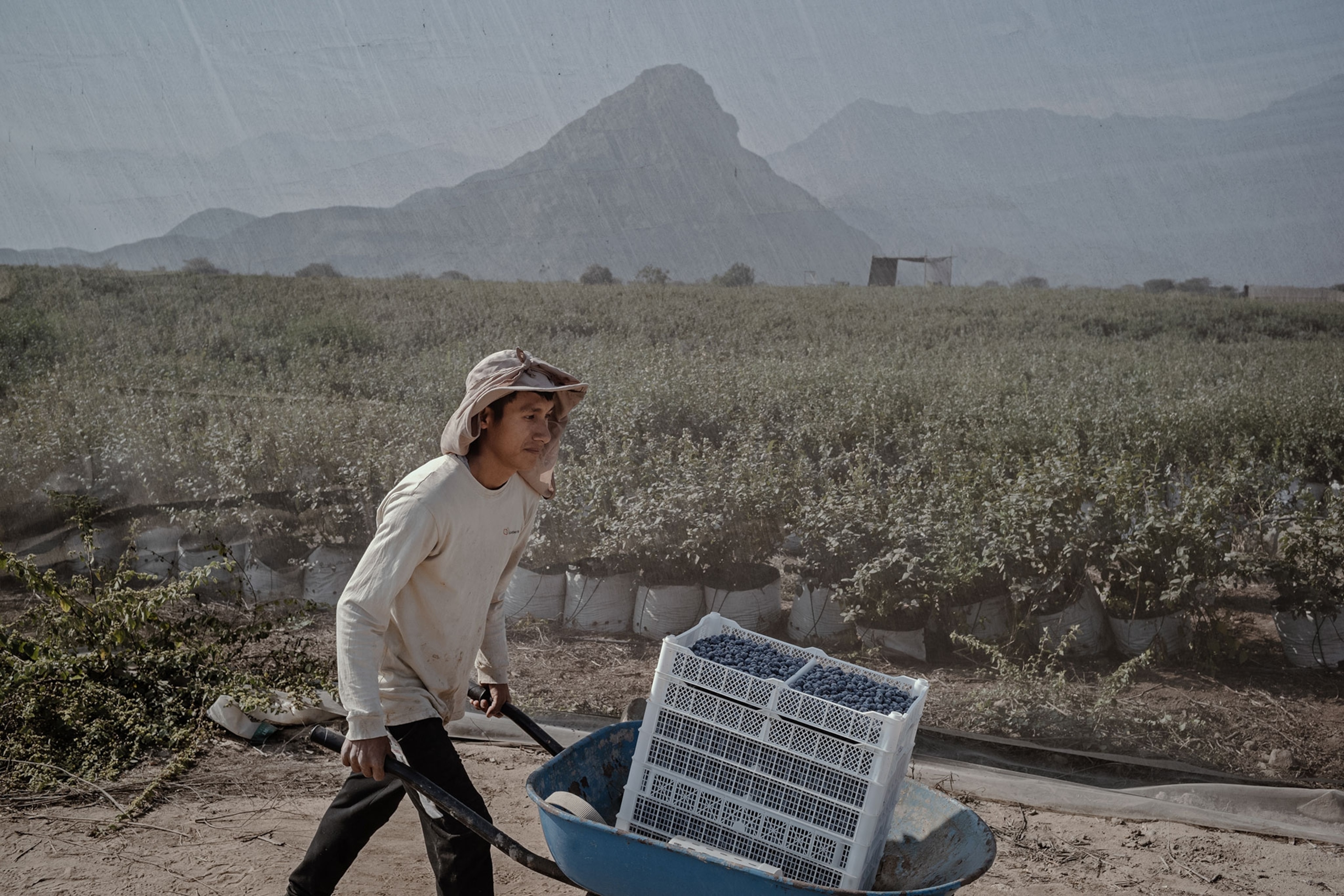 A man pushing a barrow of blueberries through a farm full of blueberry bushes.