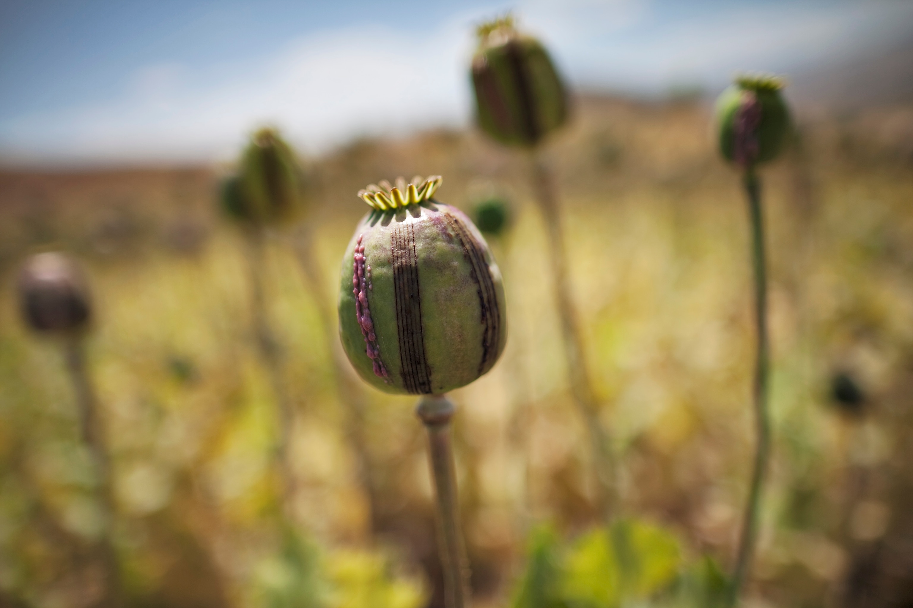 Poppy Bulb
