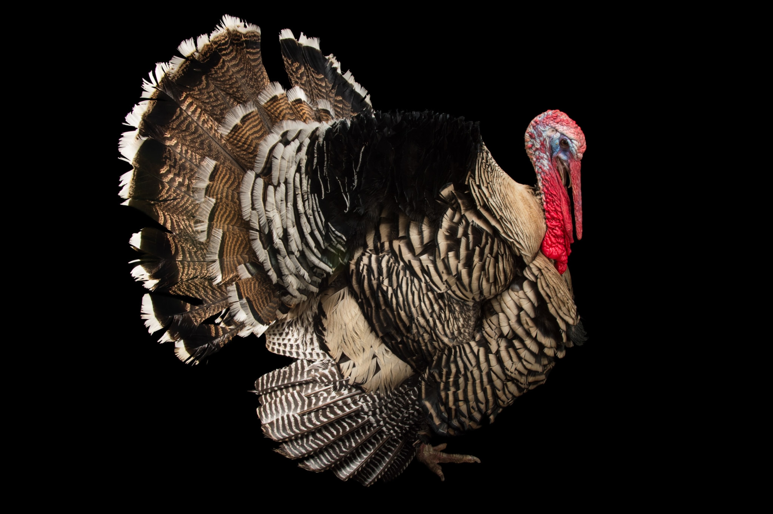 A turkeys feathers stands tall behind them as the are photographed on a black background.