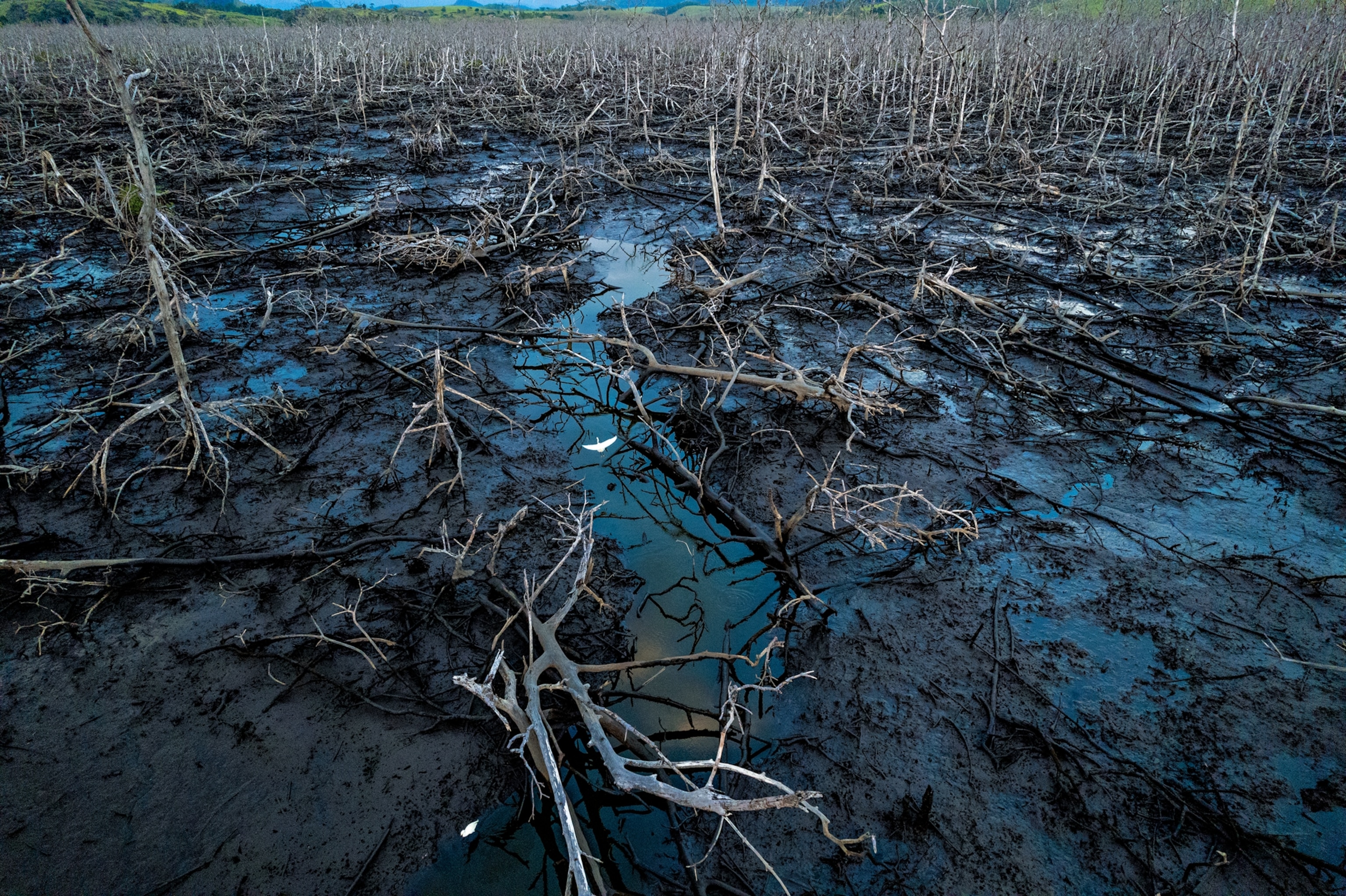 Picture of aerial view of a mangrove swamp.