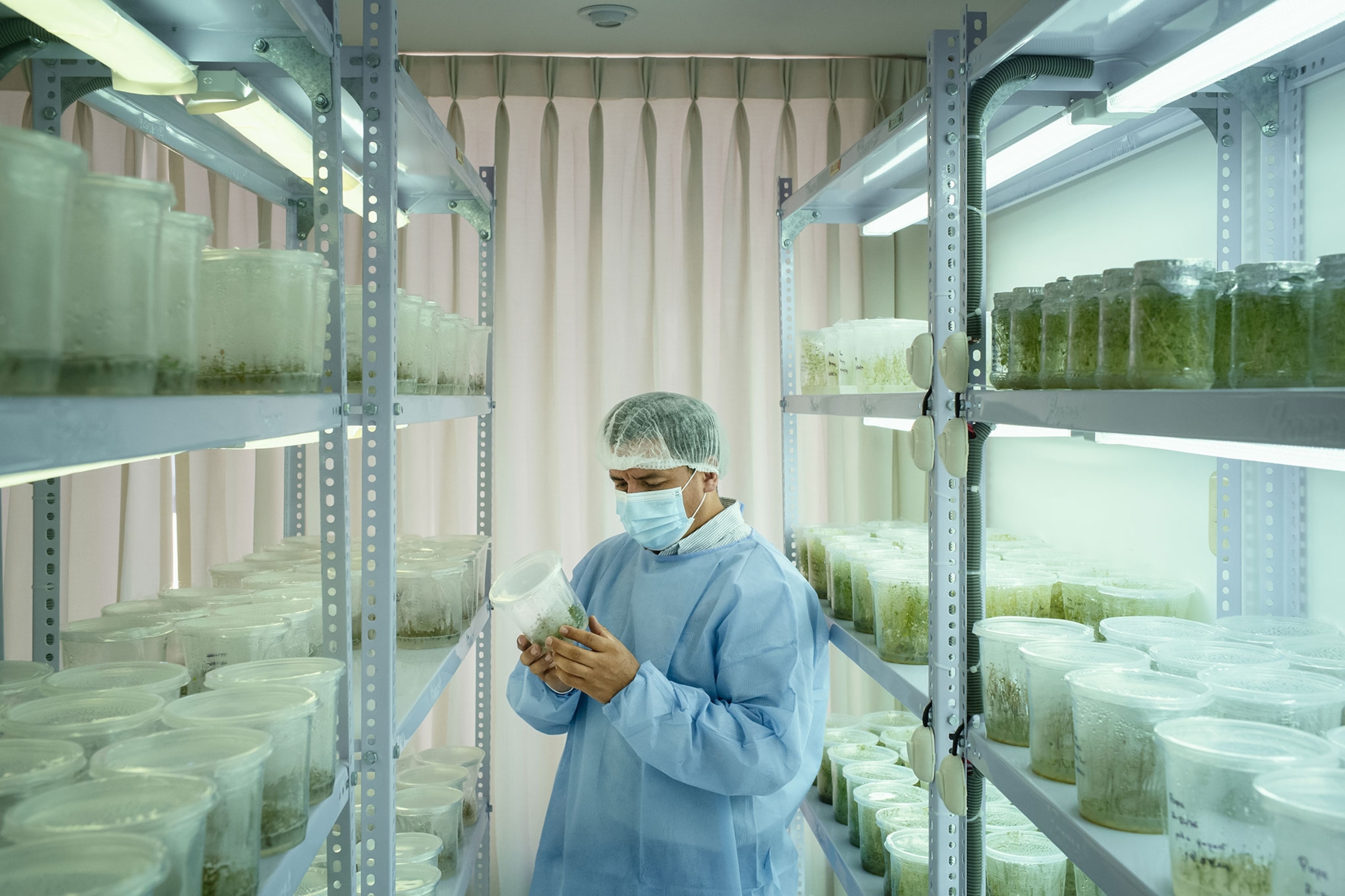 A man wearing lab equipment surrounded by shelves full of containers of genetically modified blueberry leaves.