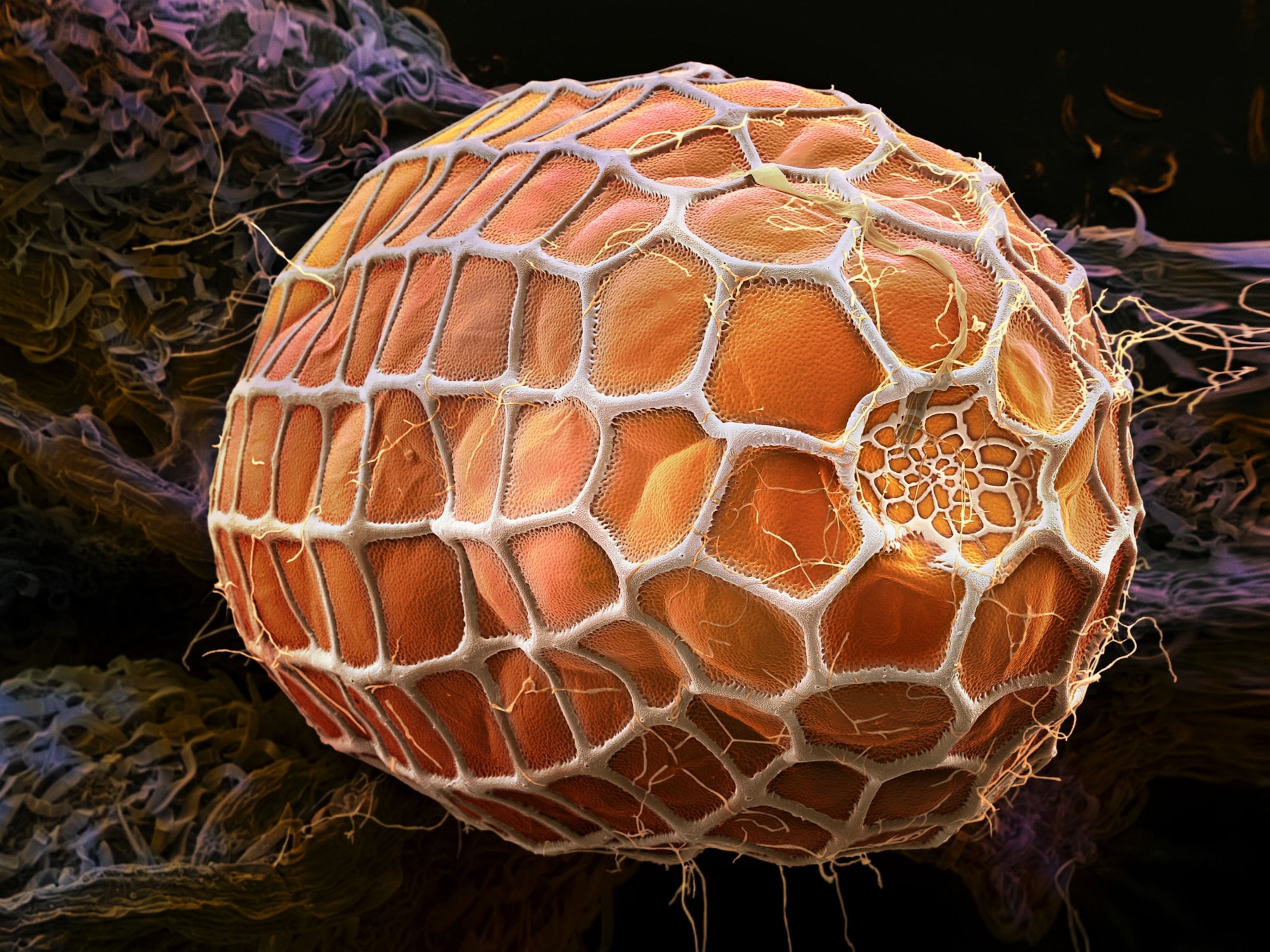 a zebra longwing butterfly egg