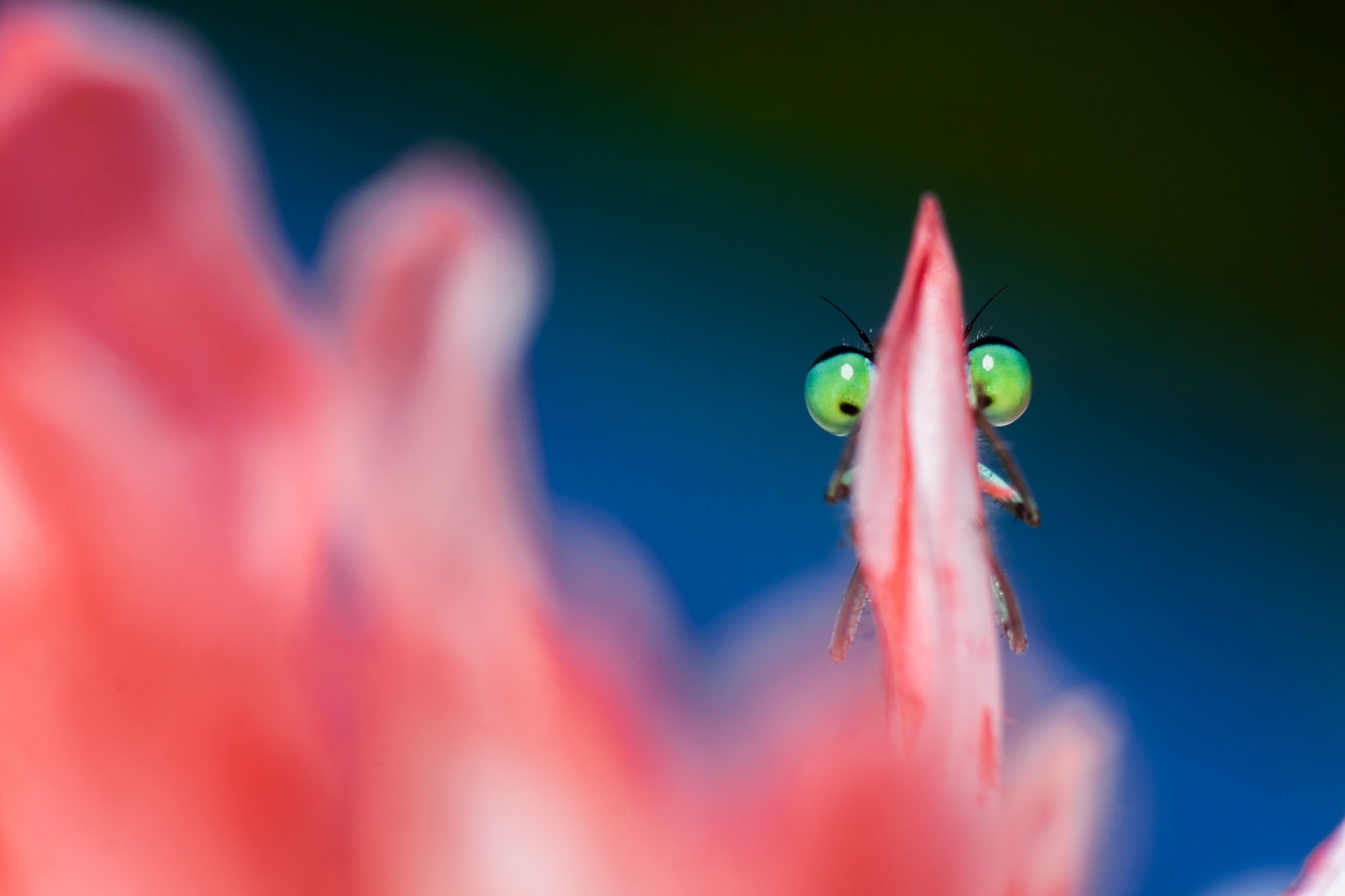 two green insect's eyes peering from behind of pink flower petal.