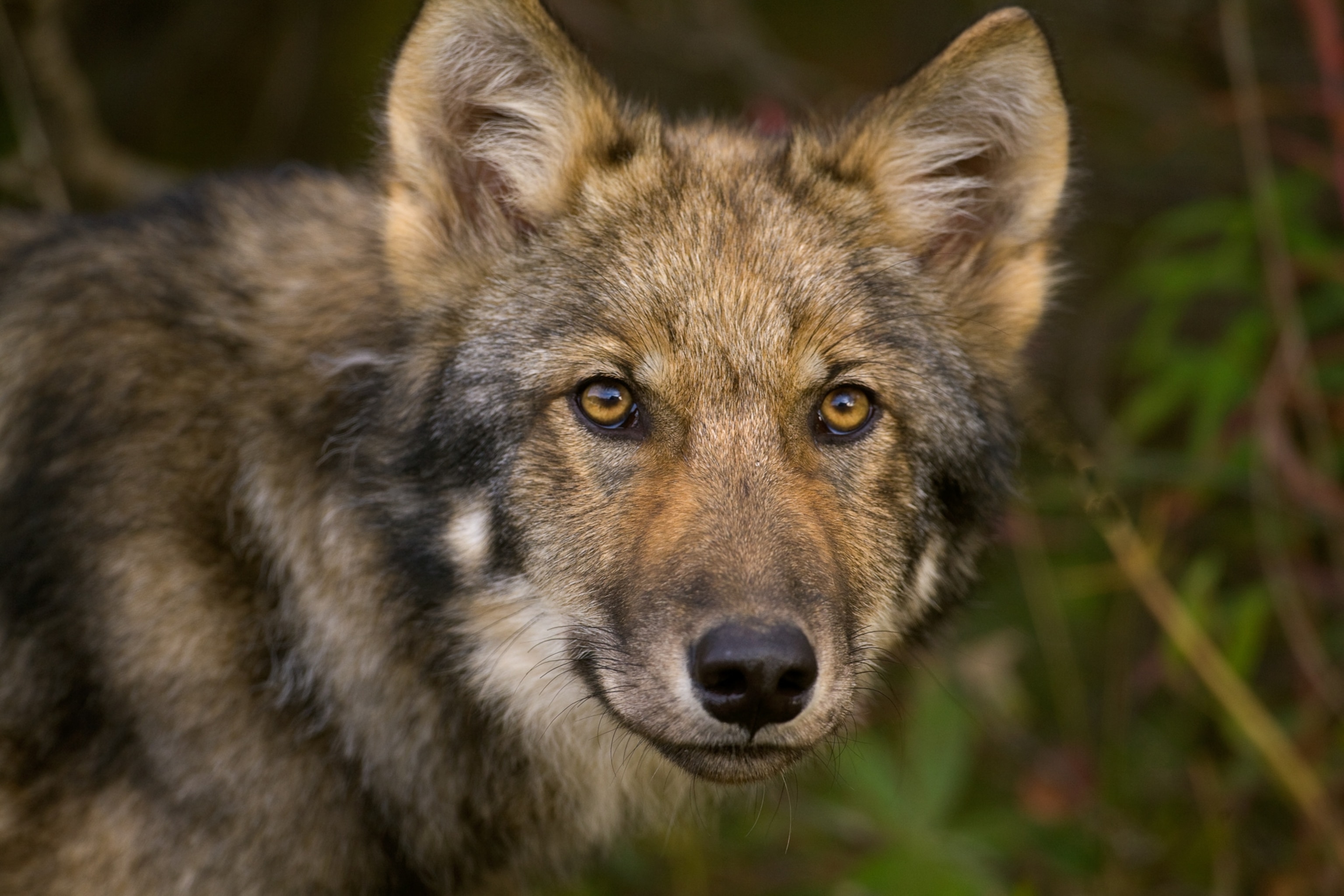 a timber wolf in Denali National Park, Alaska
