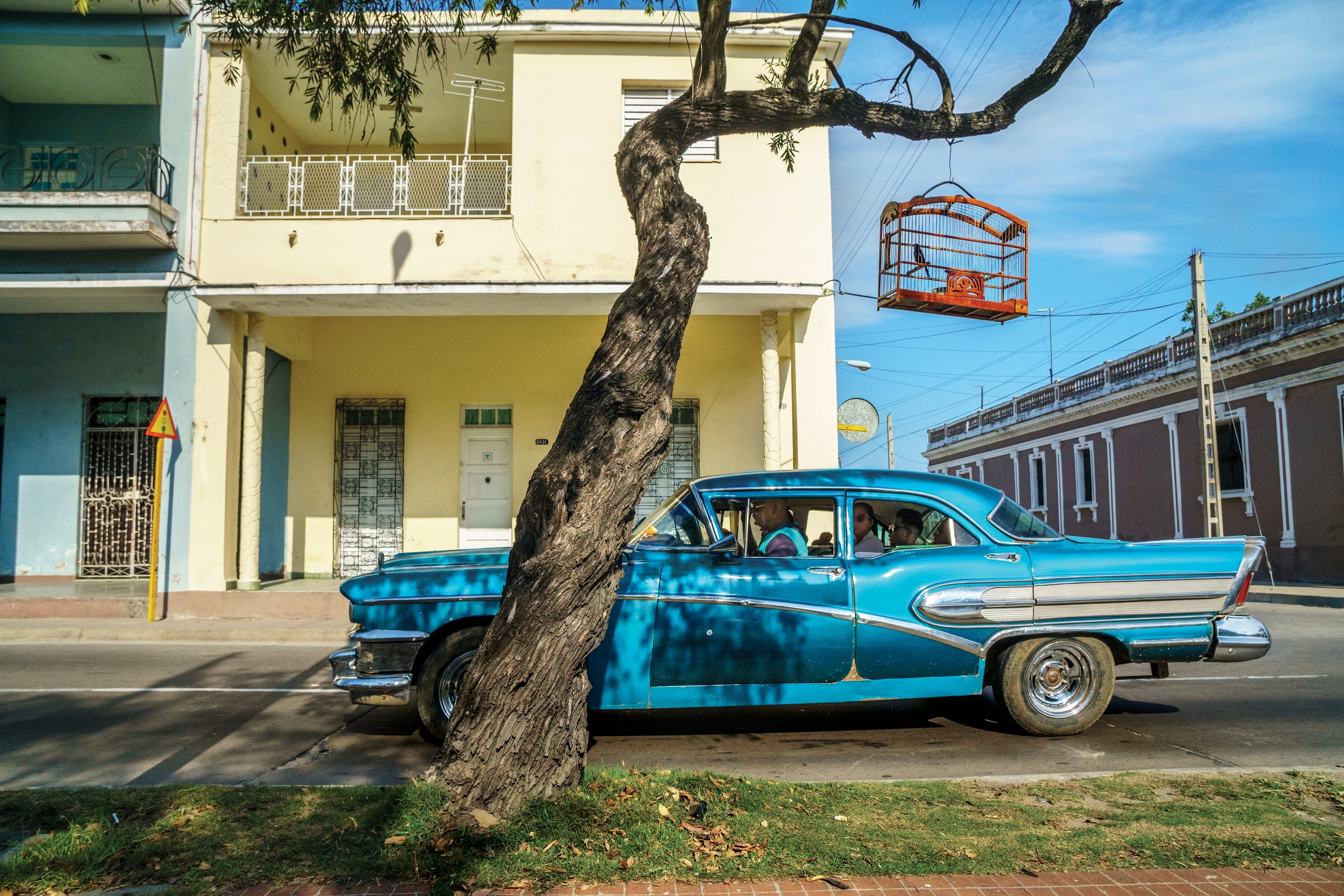 Picture of a wooden cage, housing a bullfinch, hanging from the curled trunk of a tree as a bright blue classic sedan drives past.