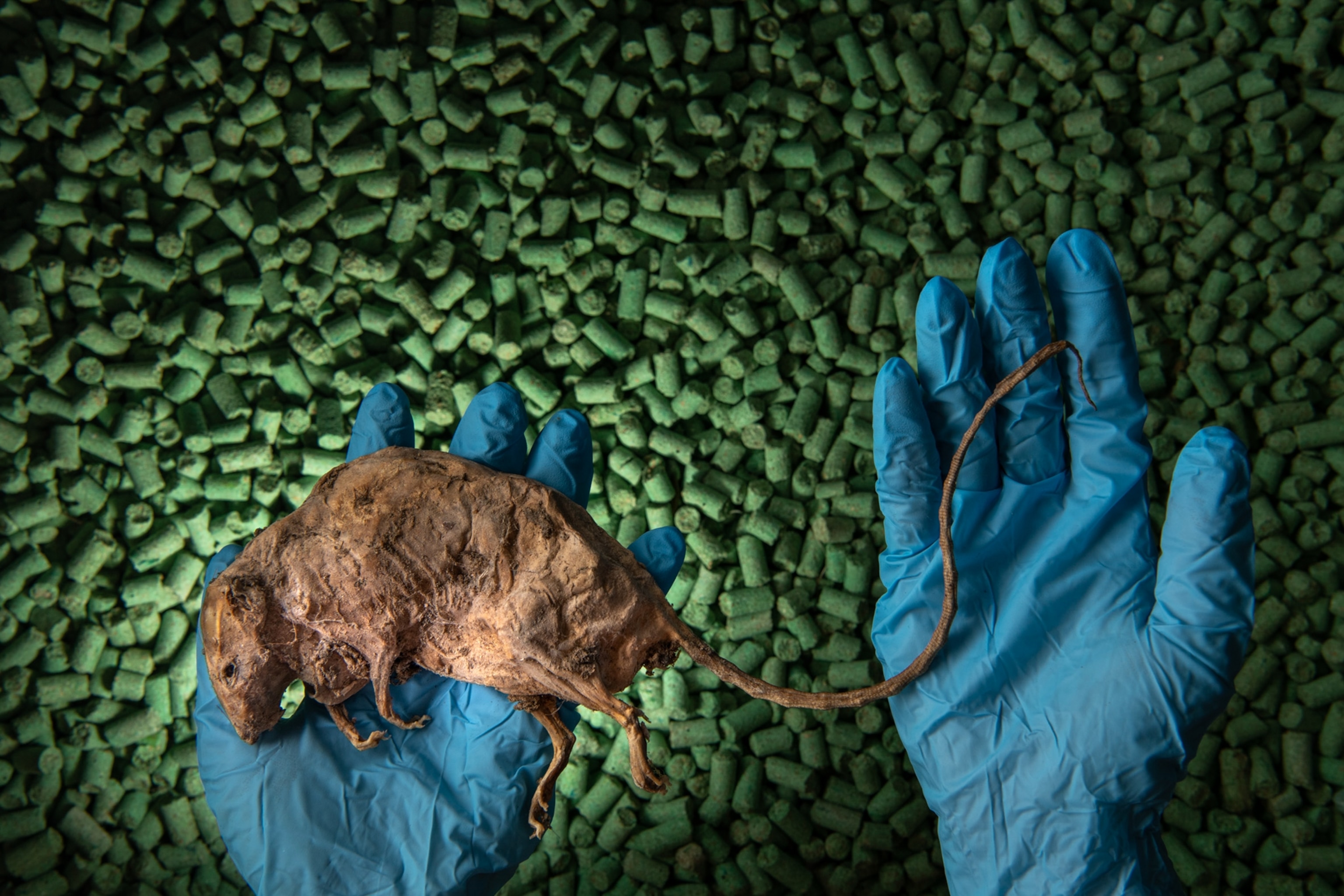 a mummified rat held by two blue gloved hands over green pellet bait
