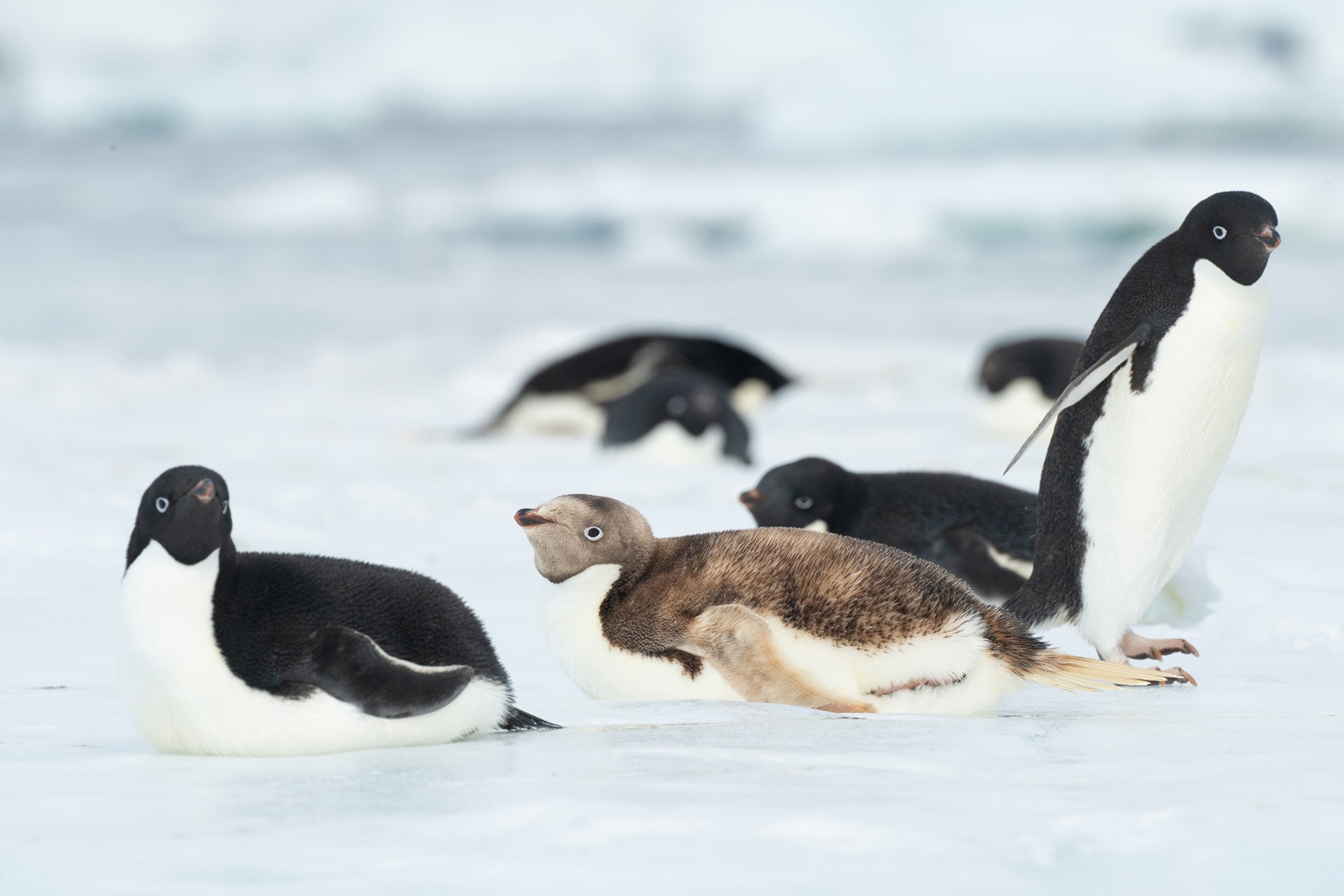A penguin with brown and white feathers lays belly down with its head raised surrounded by black and white penguins on ice.