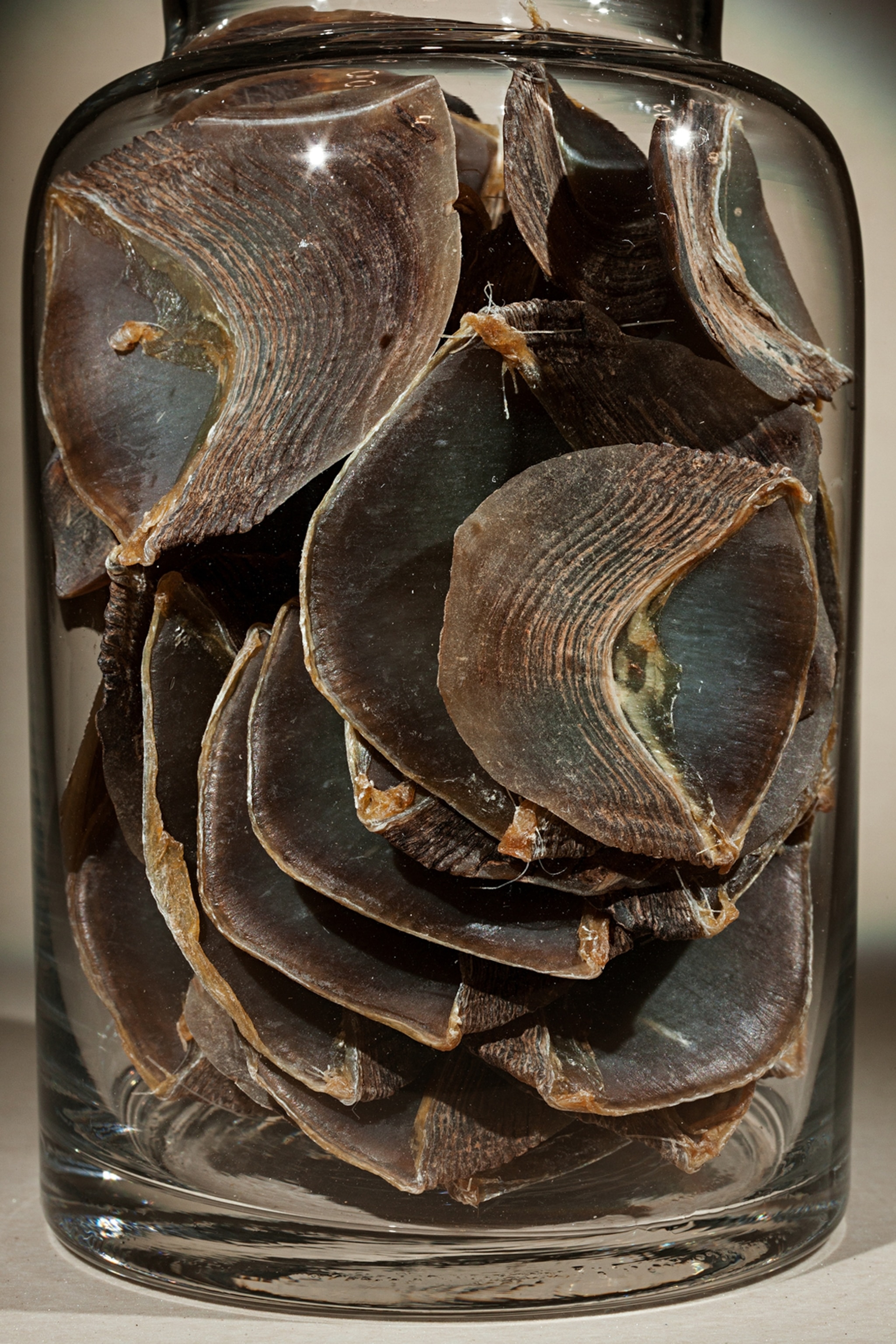 a pangolin scales