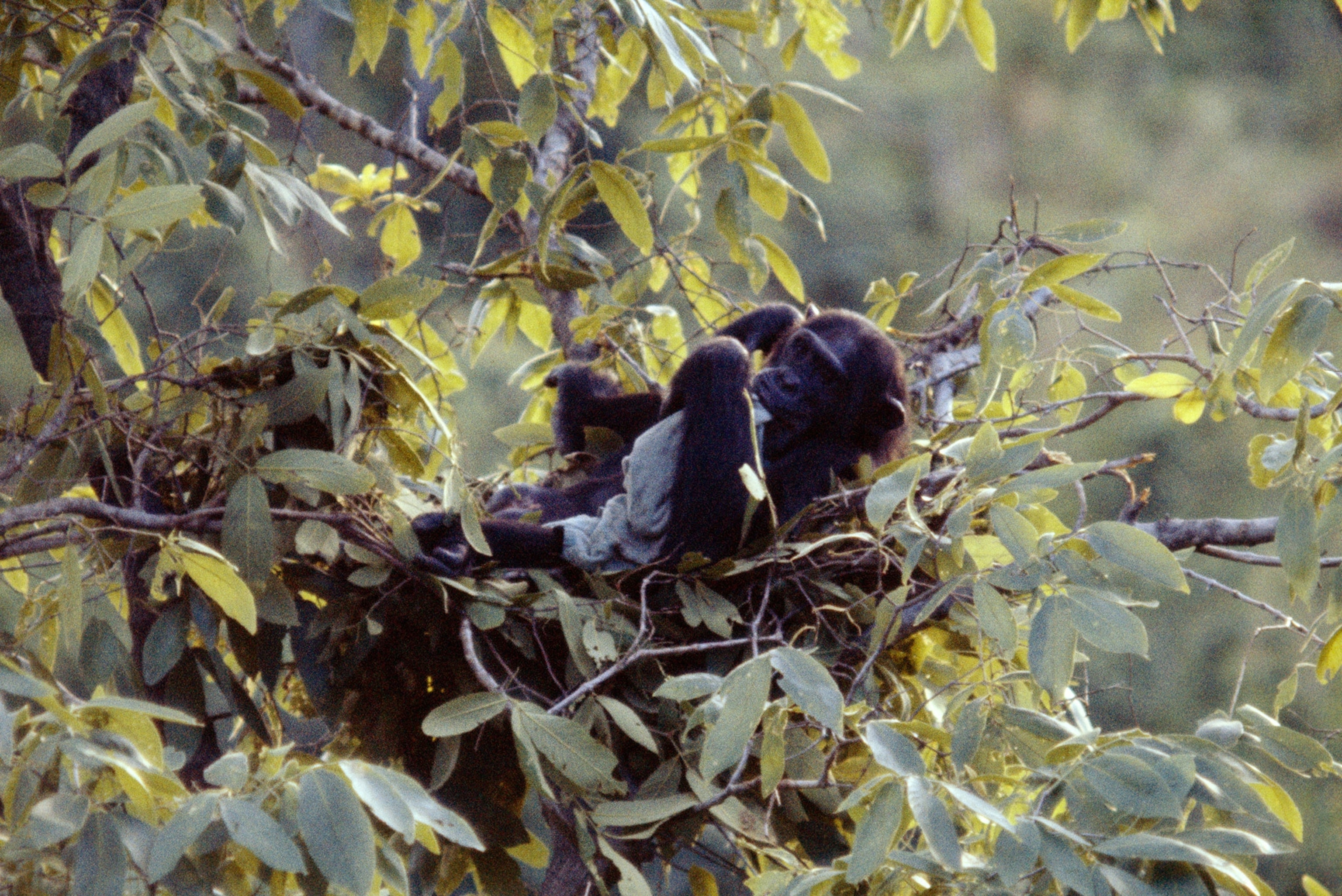 a chimpanzee with a blanket in a tree